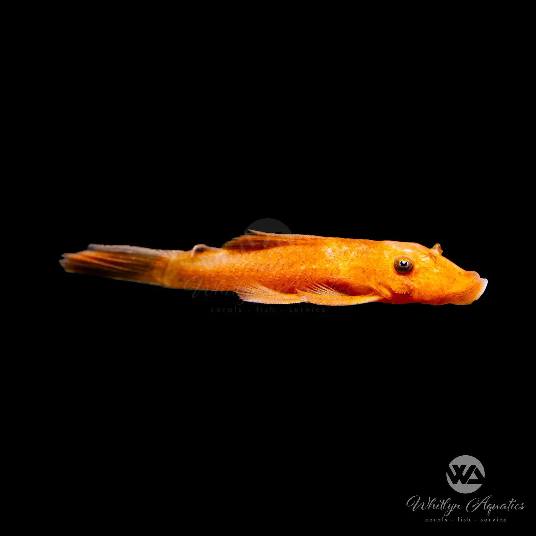 Super Red Bristlenose Pleco (Ancistrus cirrhosus) - Vibrant Freshwater Algae Eater for Aquariums & Fish Tanks - Perfect for Planted Tanks & Community Aquariums
