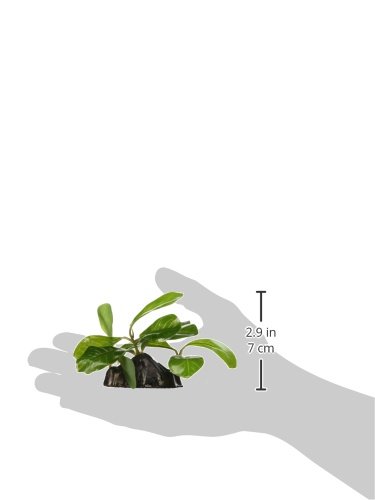 Fluval Samolus Sword Plant - Live Aquatic Plant for Freshwater Aquariums | Easy Care & Fast Growth | Perfect for Fish Tanks, Aquascaping & Planted Aquariums