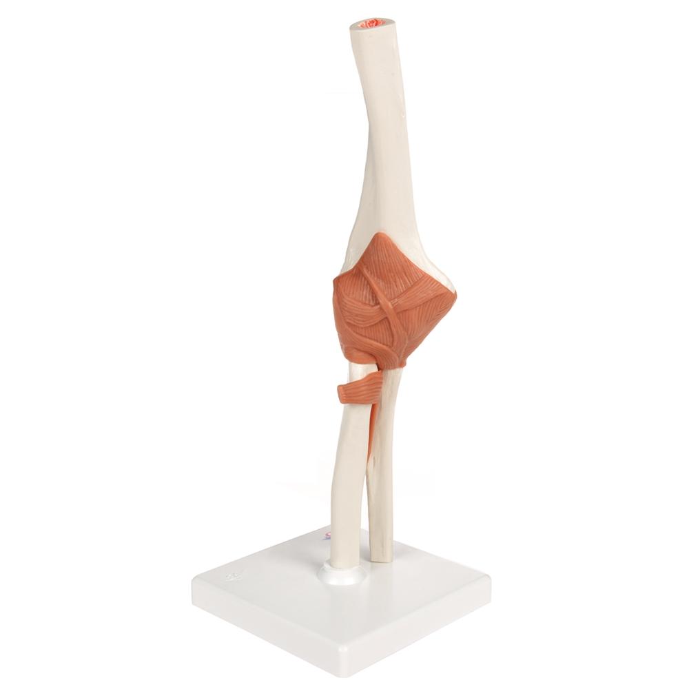 Functional Elbow Joint Model - Anatomical Medical Demonstration Tool for Students & Professionals | Ideal for Classroom, Lab & Physical Therapy Training