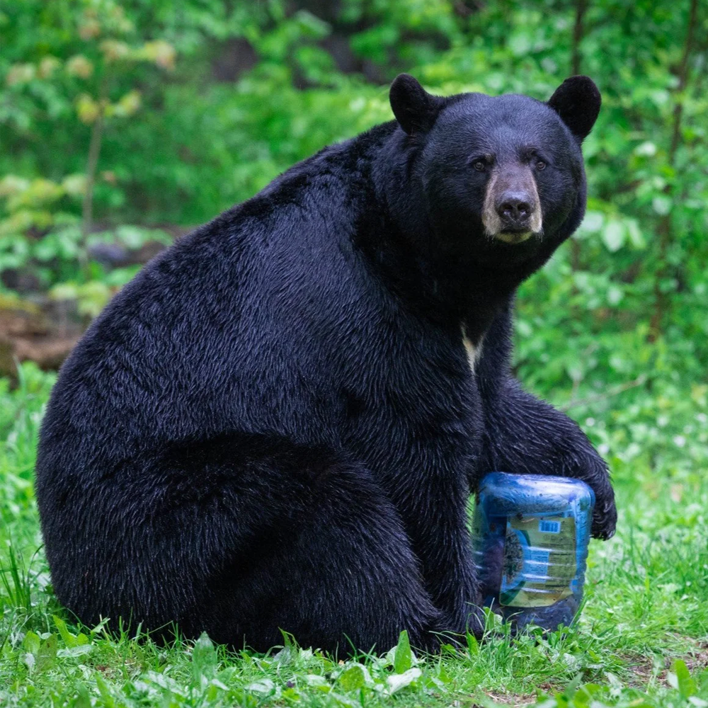 Bear Vault 500 - Bear Proof Food Container for Camping & Hiking | Secure Food Storage for Outdoor Adventures, Backpacking & Travel | Airtight & Odor-Proof Design