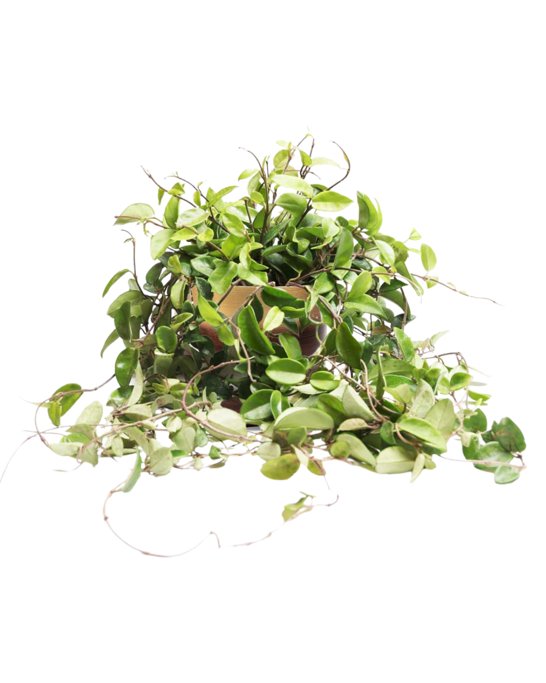 Hoya Pubicalyx 10 Inch Potted Plant - Rare Hanging Vine Houseplant for Indoor Decor, Office & Garden | Perfect for Home, Balcony & Gift Giving