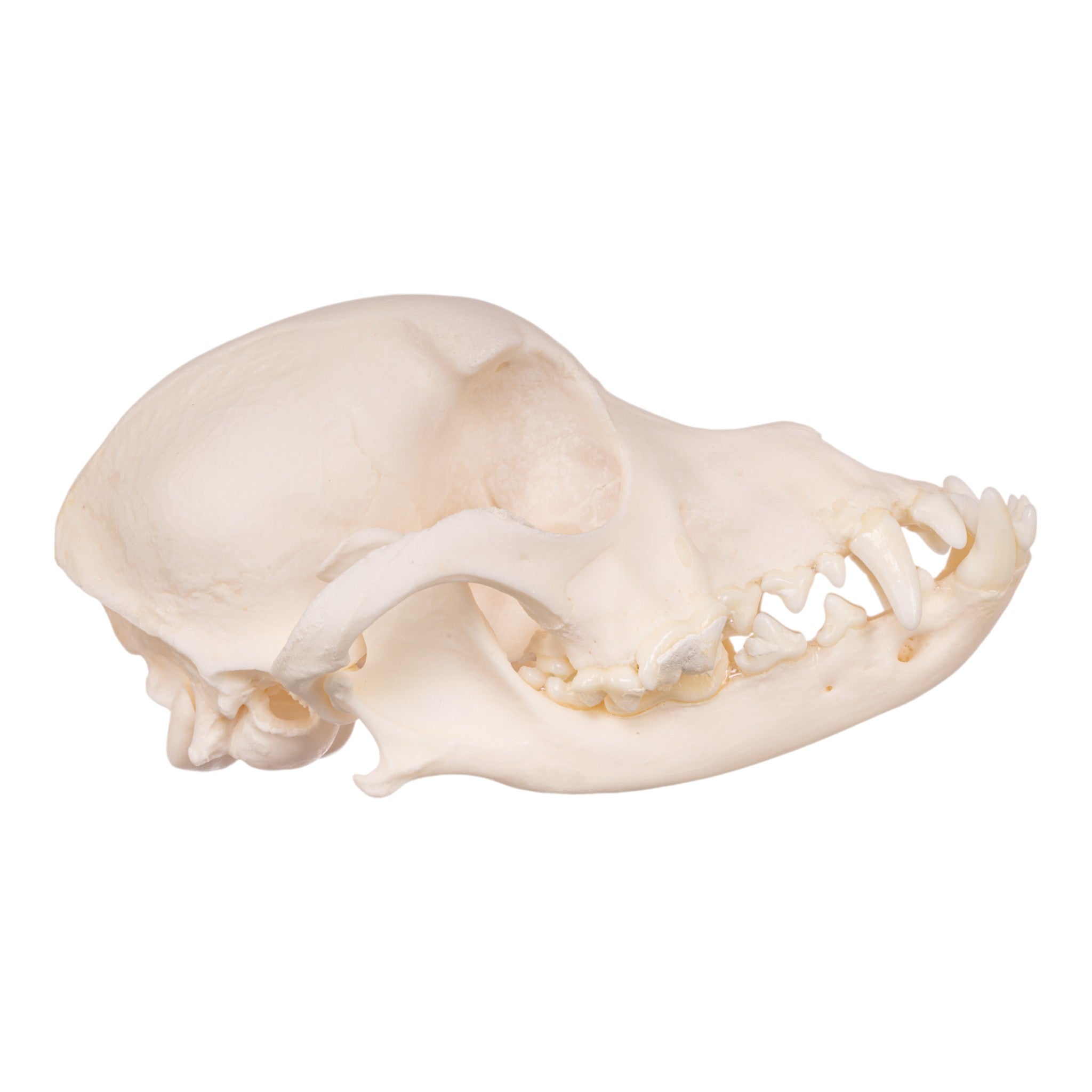 Authentic Maltese Dog Skull - Real Domestic Canine Skull for Veterinary Study, Taxidermy, and Educational Display | Perfect for Halloween Decor, Oddity Collections, and Science Classrooms