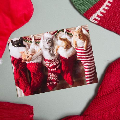 Avanti Press Christmas Cards - Stocking Full of Kittens Holiday Greeting Cards, 50-Pack Bulk Value Set (32568) - Perfect for Office Gifts, Family Holiday Mailings & Festive Party Favors