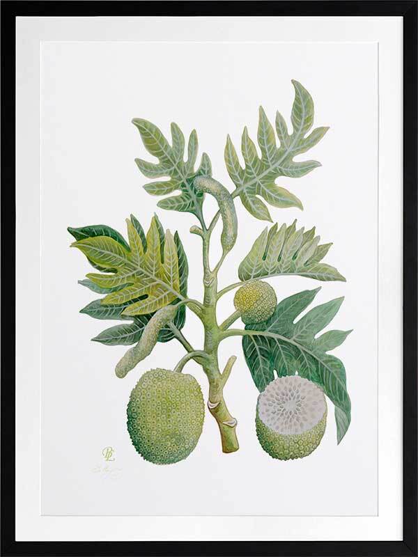 Breadfruit Framed Art Print - Tropical Fruit Wall Decor for Kitchen, Dining Room & Office - Perfect for Home Decor & Gift Giving