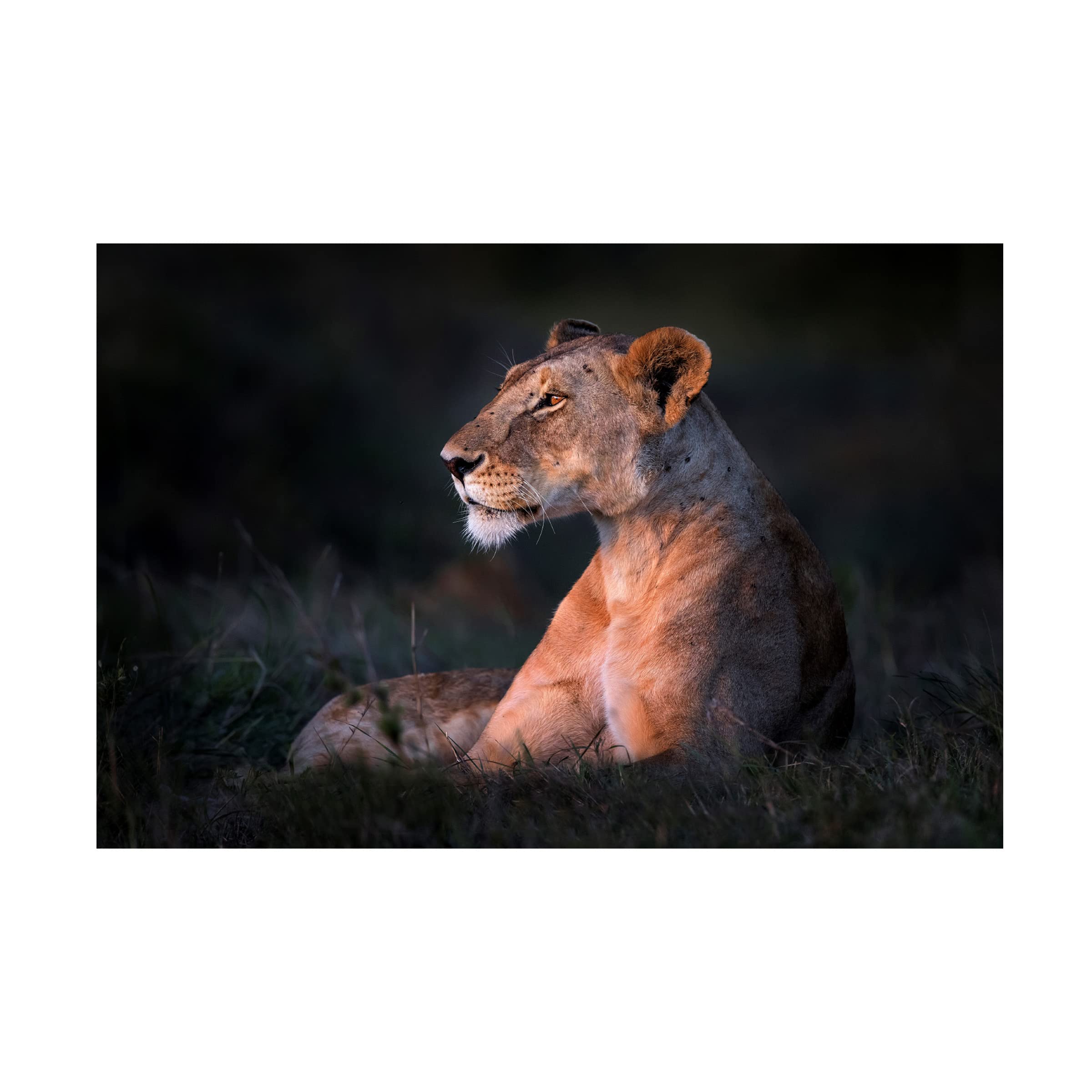 Xavier Ortega 'Lone Lioness' Canvas Wall Art Print - Wildlife Lion Painting for Living Room, Bedroom & Office Decor