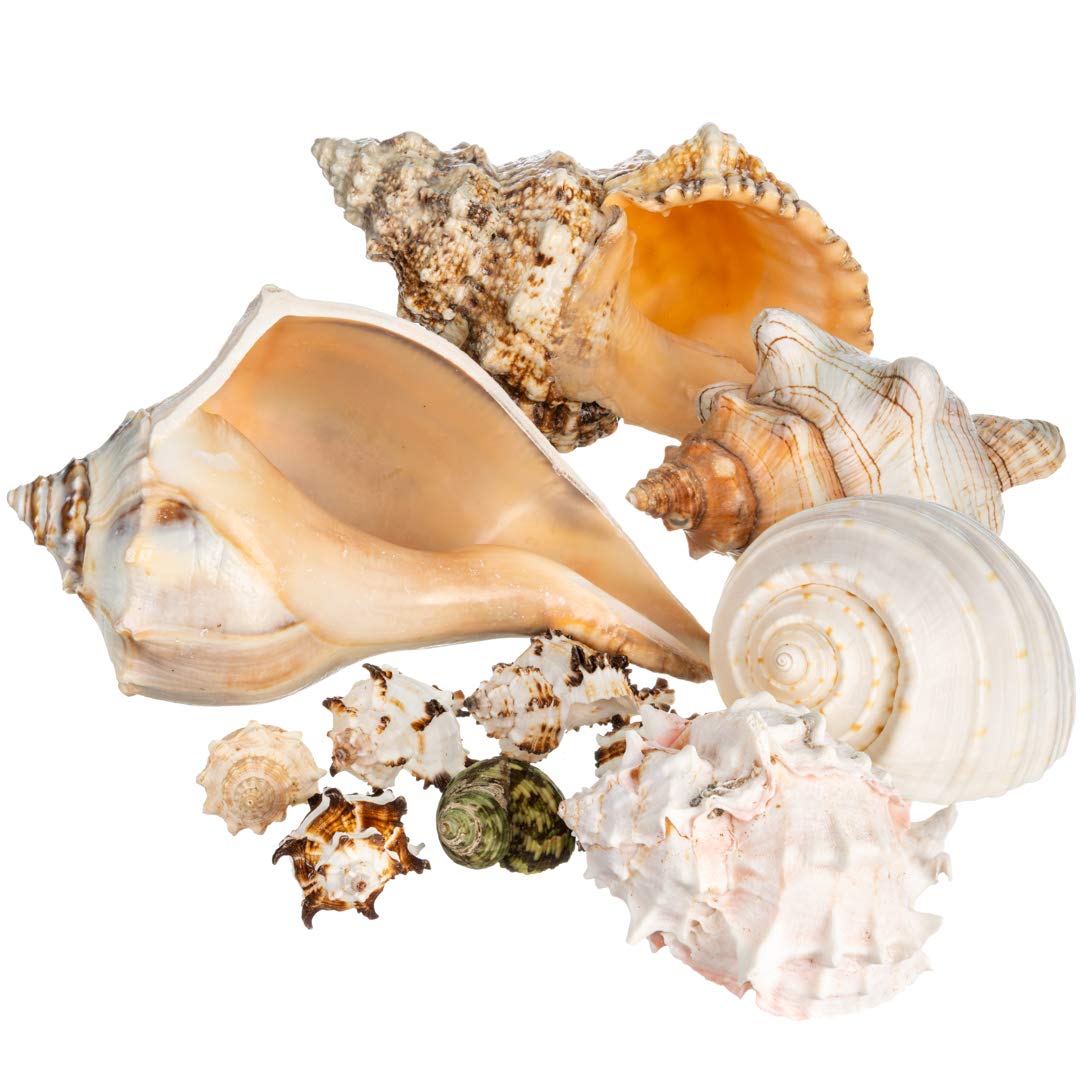 Natural Conch Shell Decor for Home & Crafts - Small 2-4