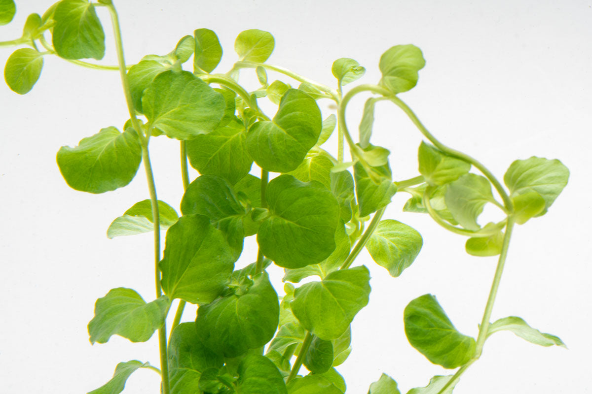 Lysimachia Nummularia (Creeping Jenny) - Golden Ground Cover Plants for Garden Landscaping, Hanging Baskets & Aquariums | Fast-Growing Perennial Vine for Outdoor/Indoor Decor