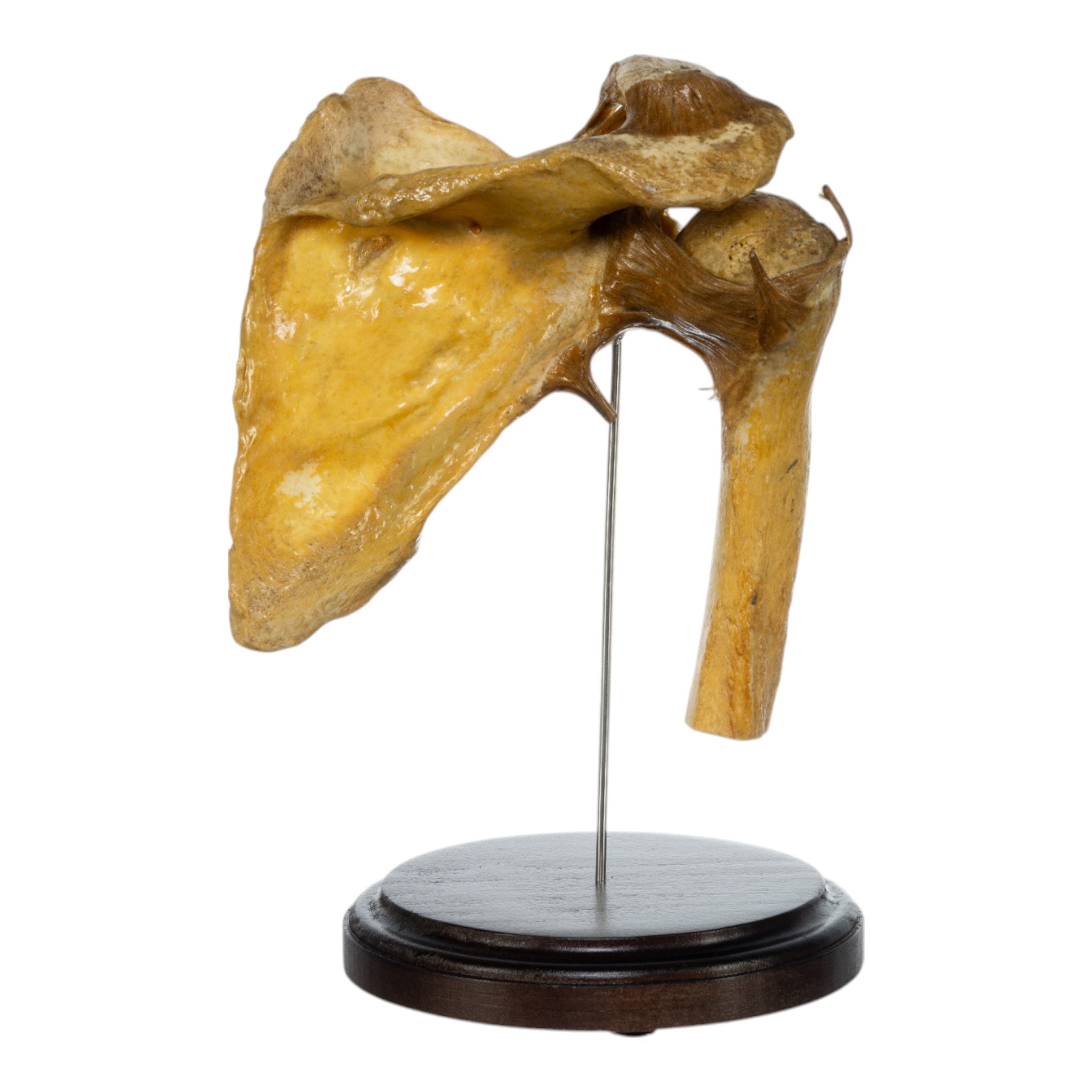 Real Human Right Shoulder Joint Model on Stand - Anatomical Study, Medical Training & Educational Display for Students, Doctors & Healthcare Professionals
