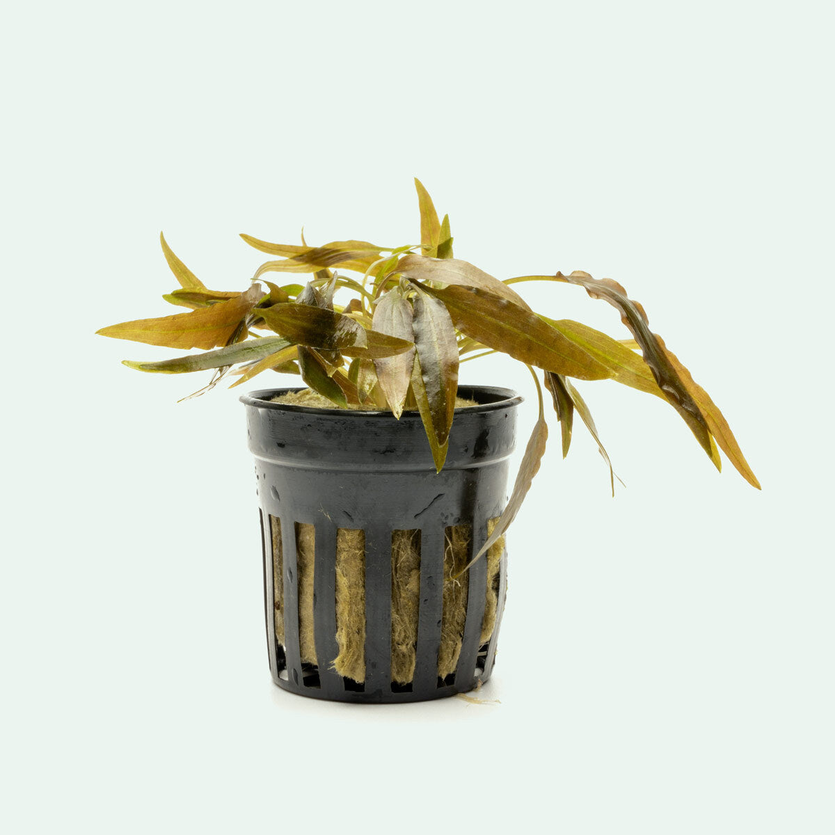 Cryptocoryne Axelrodi Live Aquarium Plant - Easy Care Freshwater Aquatic Plant for Fish Tanks, Aquascaping & Low-Tech Aquariums | Perfect for Beginners & Shrimp Tanks