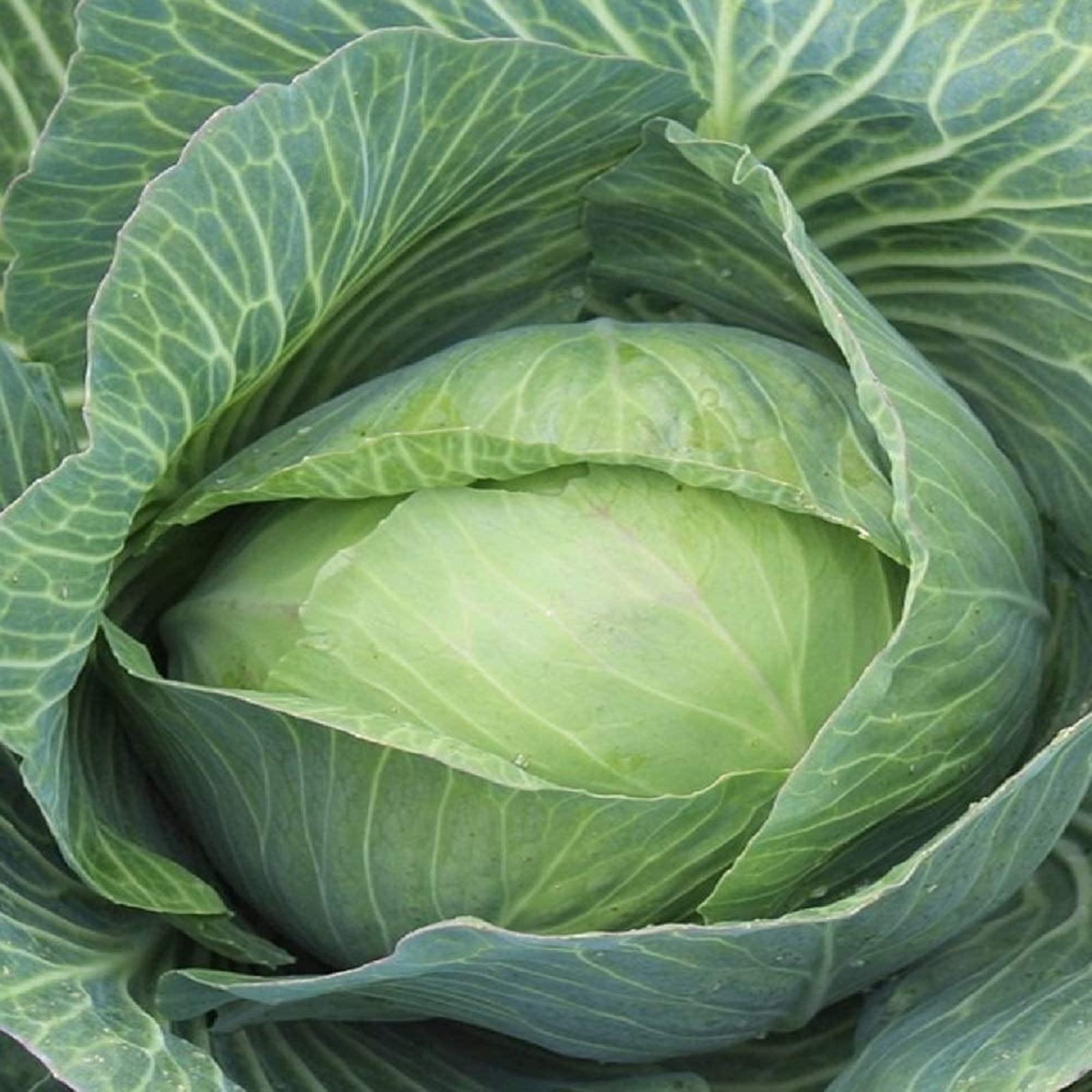 Heirloom Late Flat Dutch Cabbage Seeds - Non-GMO, 100 Count - Tasty Healthy Vegetable for Home Gardening, Fresh Salads & Fermenting Sauerkraut