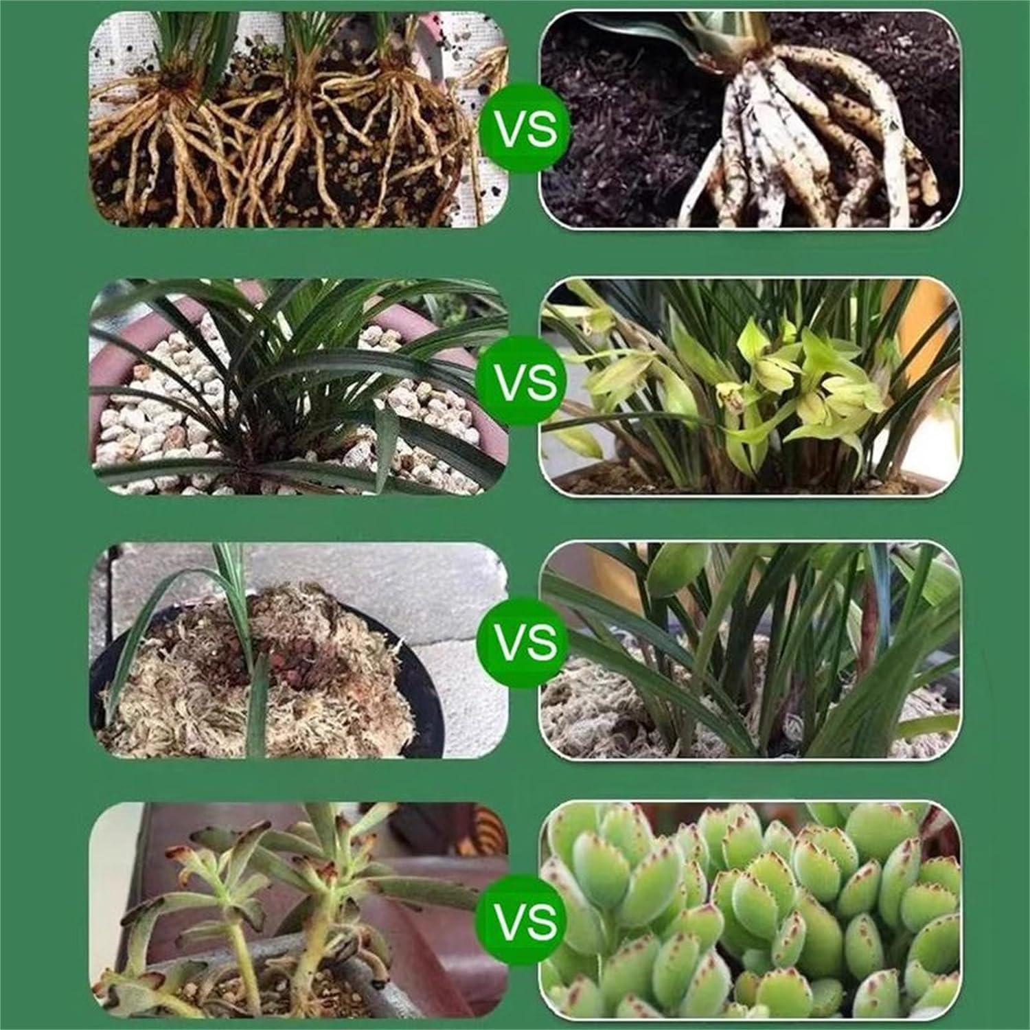 Organic Plant Growth Enhancer & Rooting Hormone Solution - Universal Plant & Flower Activator for Stronger Roots & Faster Growth | Ideal for Cuttings, Seedlings & Indoor/Outdoor Gardening
