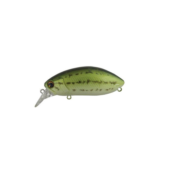 Stink Bug