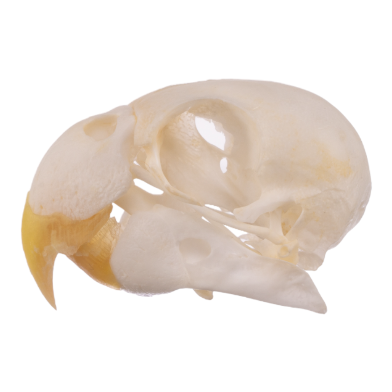 Authentic Real Parrot Skull - Unique Taxidermy Collectible for Gothic Decor, Oddity Cabinets & Educational Displays