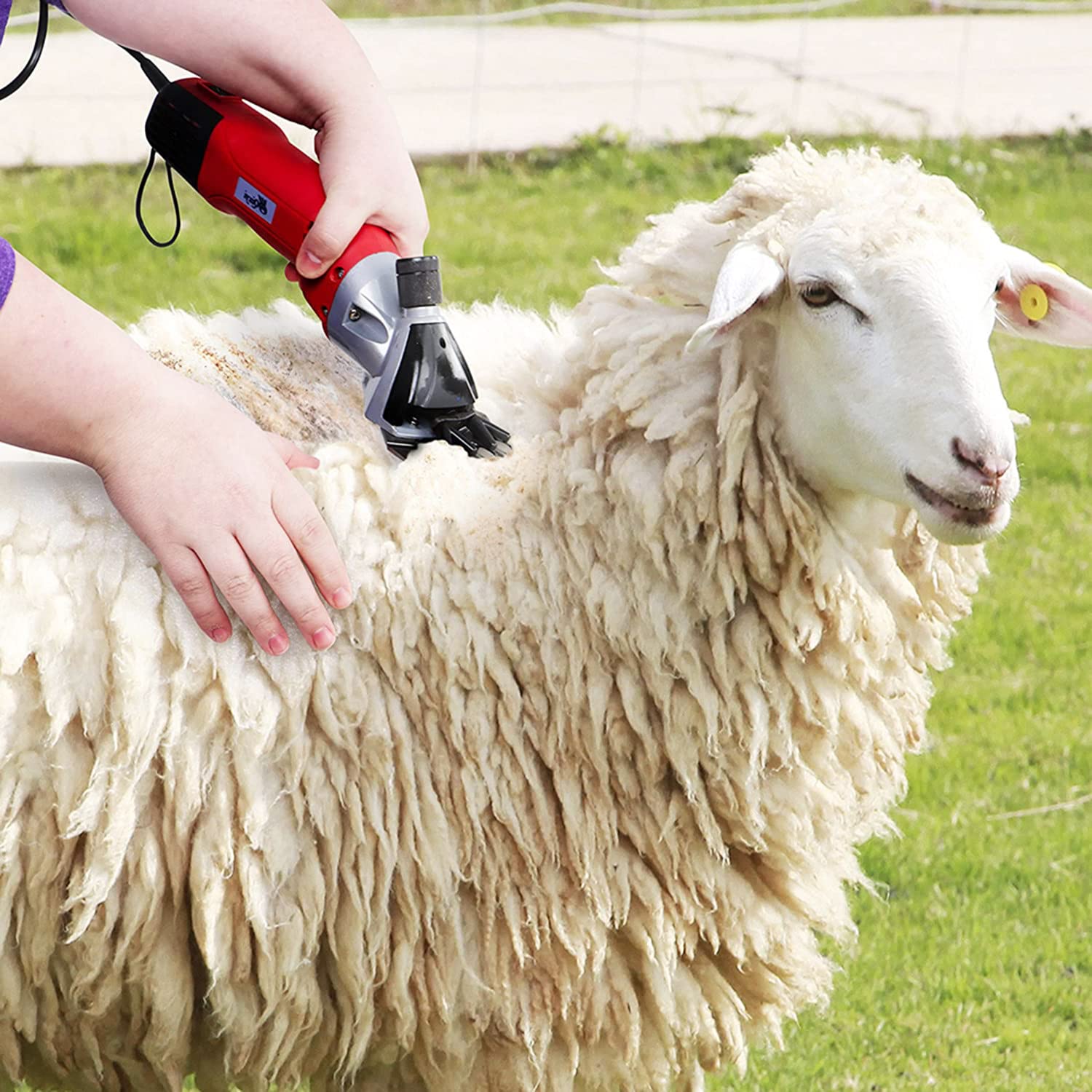 900W Heavy Duty Electric Sheep Shears - Professional Livestock Clippers for Thick Coats, Dual Blade, 6-Speed Adjustable, Large Animal Grooming Shears (Green) - Perfect for Sheep, Alpacas, and Livestock Shearing