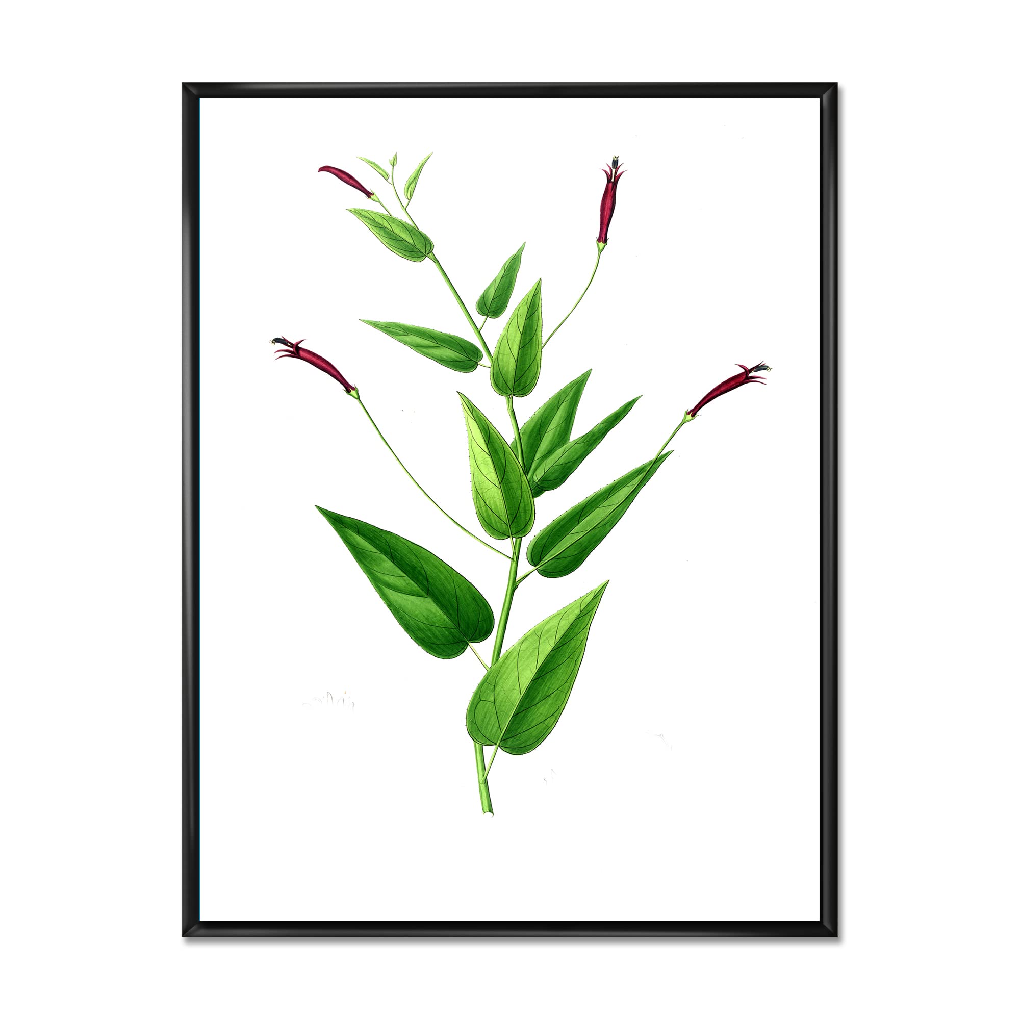 Vintage London Plants VII - Traditional Framed Canvas Wall Art Print for Living Room, Bedroom & Office Decor - British Botanical Home Decor Painting