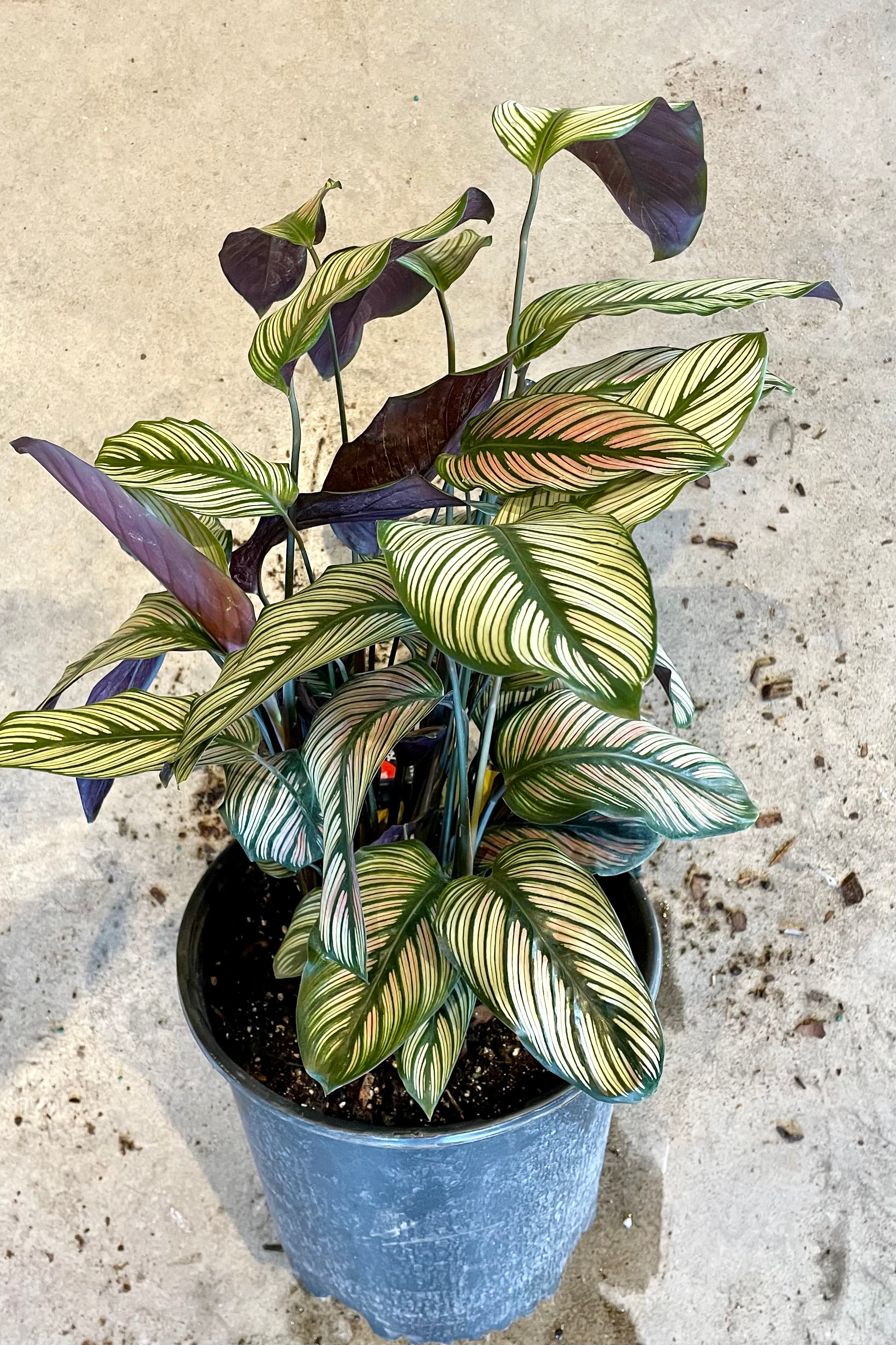 Calathea Majestica 'White Star' - 10