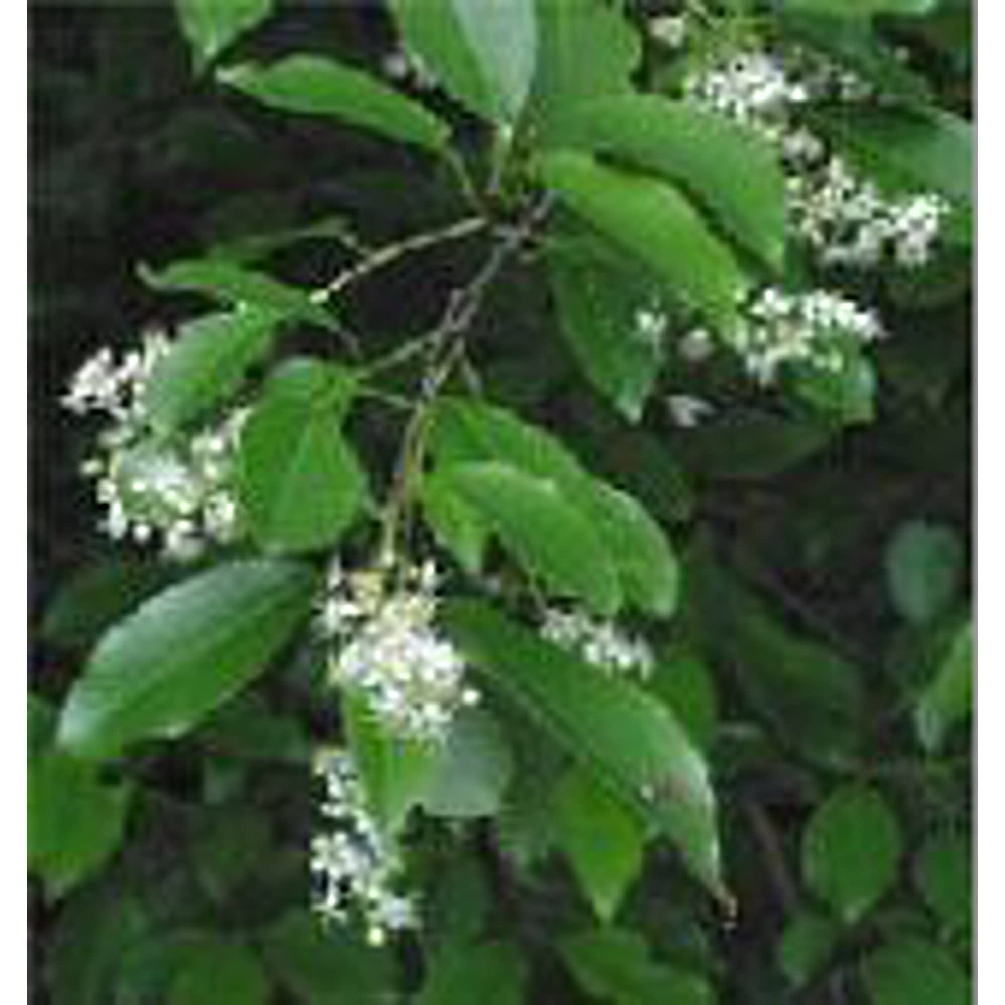 Organic Black Cherry Tree Seeds (20+ Seeds) | Non-GMO, Heirloom Variety | Premium Fruit Seeds for Planting | Home Garden, Greenhouse, Backyard Orchard | Grow Your Own Fresh Cherries for Baking, Juicing & Snacking