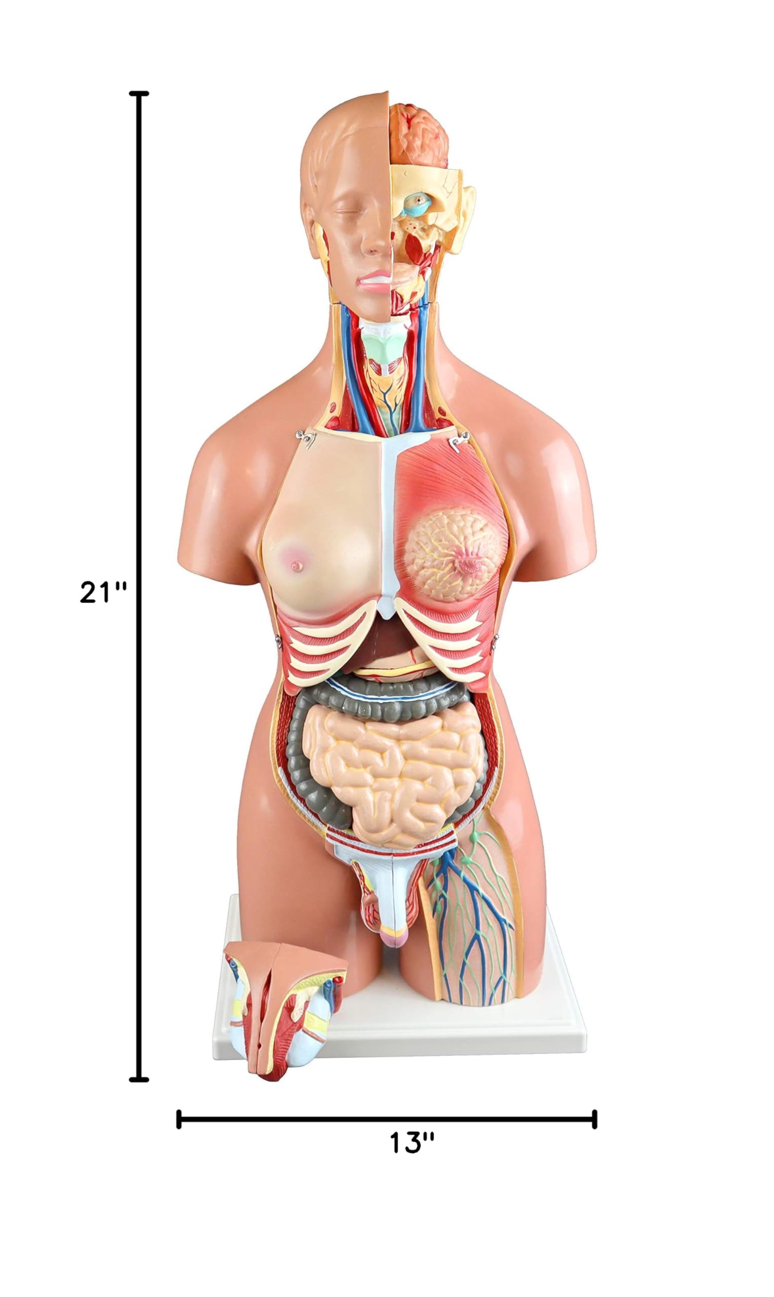 Parco Scientific PB00161 55cm 21-Part Dual-Sex Human Torso Model with Open Back - Detailed Anatomy of Muscles, Spine & Nerves for Medical Education & Study
