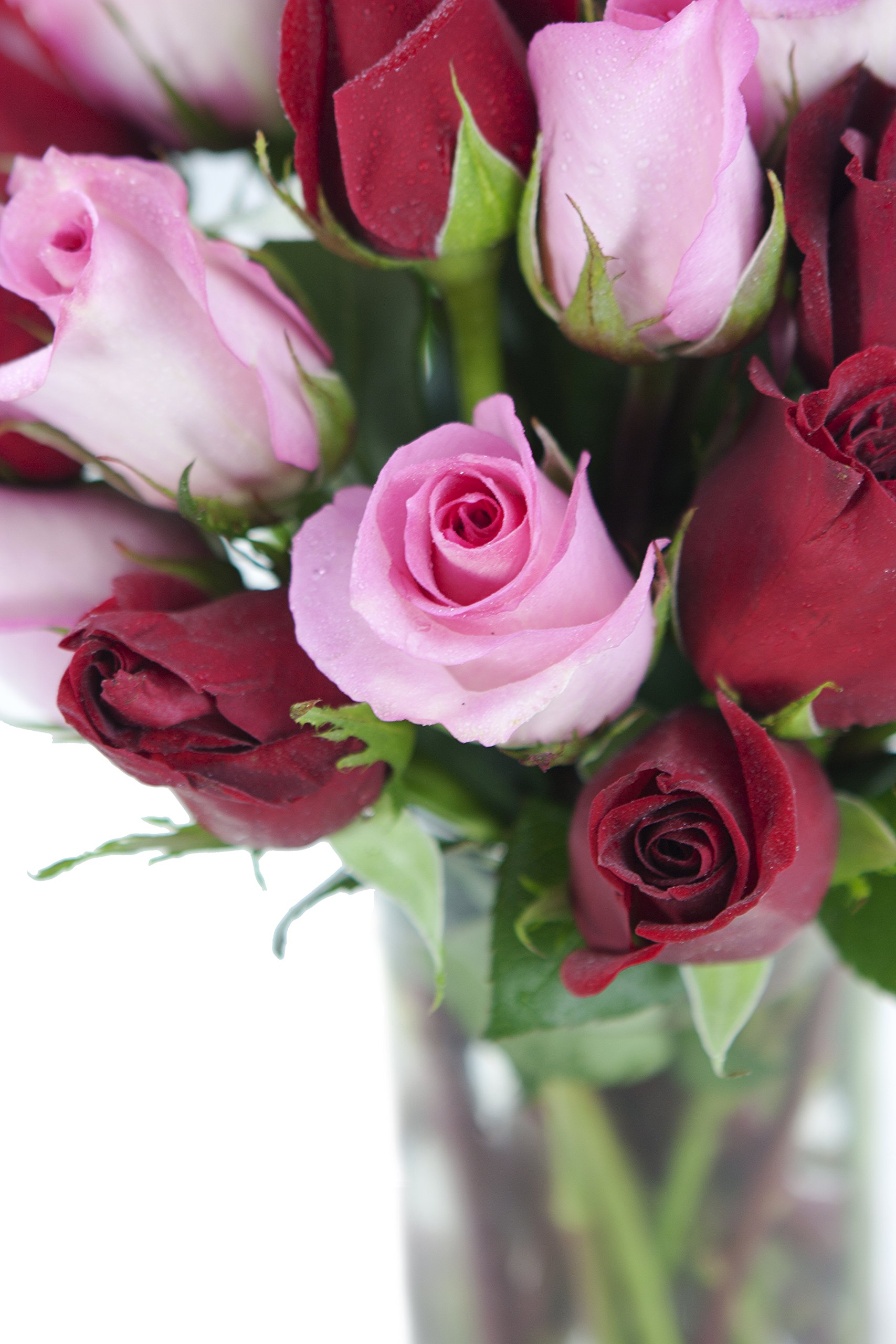 KaBloom Premium Fresh Roses - 24 Long Stem Red & Pink Roses with Glass Vase | Next Day Delivery | Perfect Gift for Mother's Day, Valentine's Day, Birthday, Anniversary & Get Well Wishes | Elegant Home Decor & Wedding Centerpiece Flowers