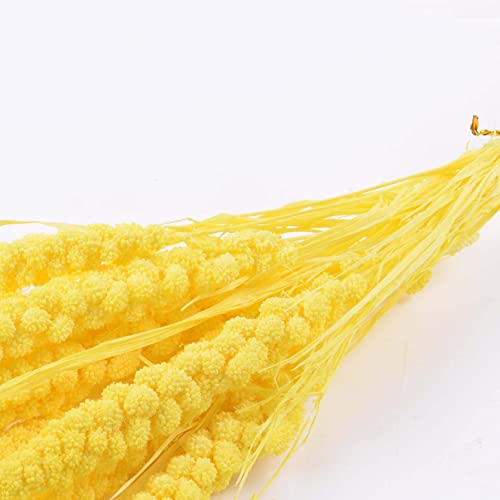 Yellow-2