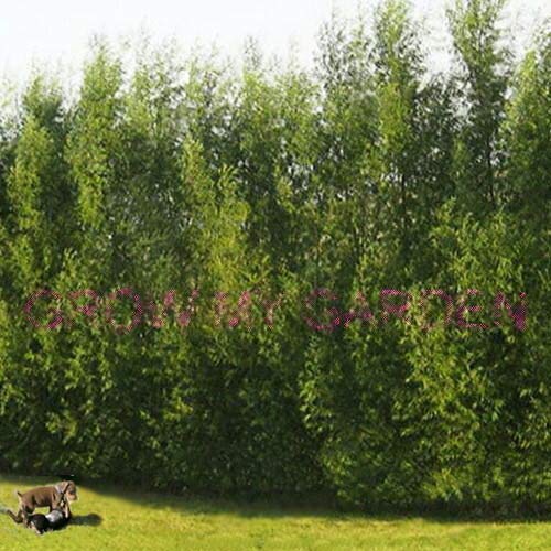 Austree Hybrid Willow Tree Cuttings - Fast Growing Windbreak & Privacy Screen (12 Plants) - Perfect for Landscaping, Fencing, and Erosion Control