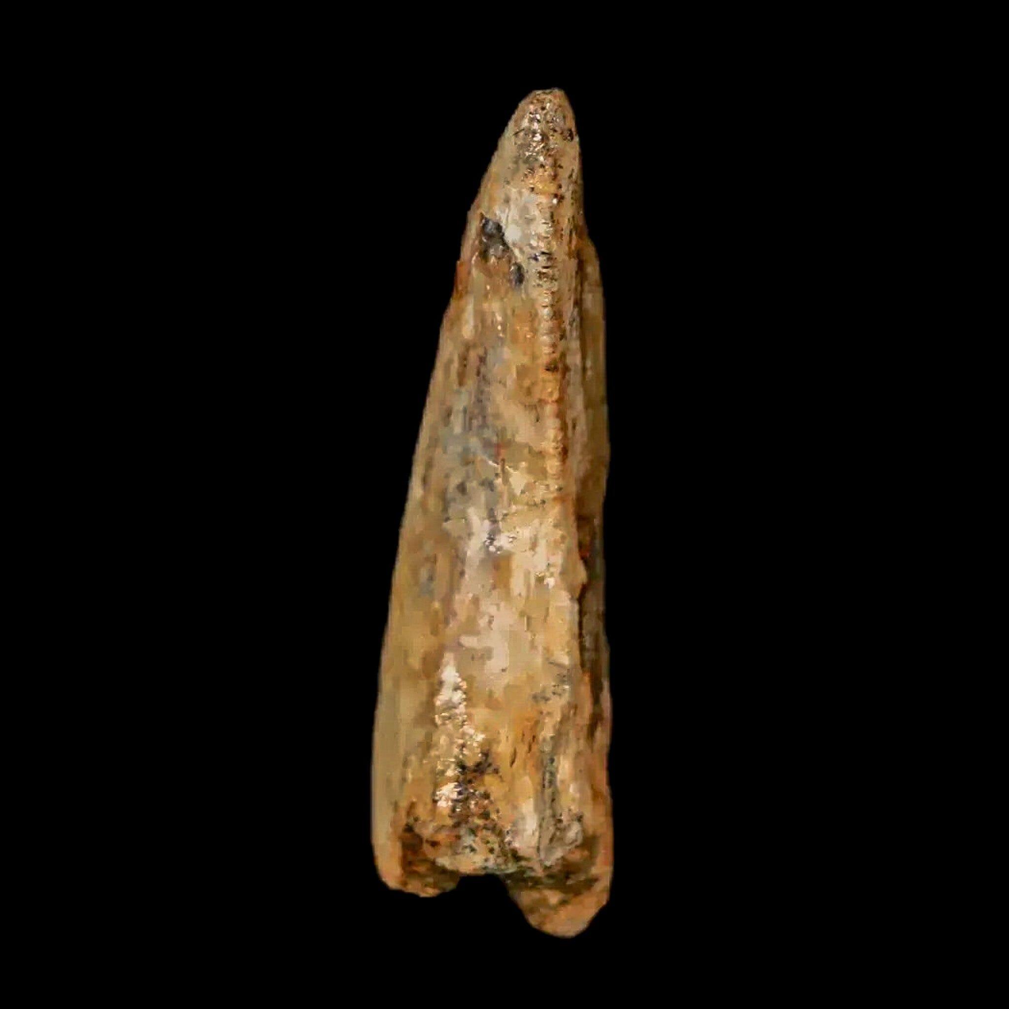 Authentic Nanotyrannus Tyrannosaurus Fossil Tooth - Rare Dinosaur Fossil from Lance Creek, Wyoming with COA - Perfect for Paleontology Collections & Educational Displays