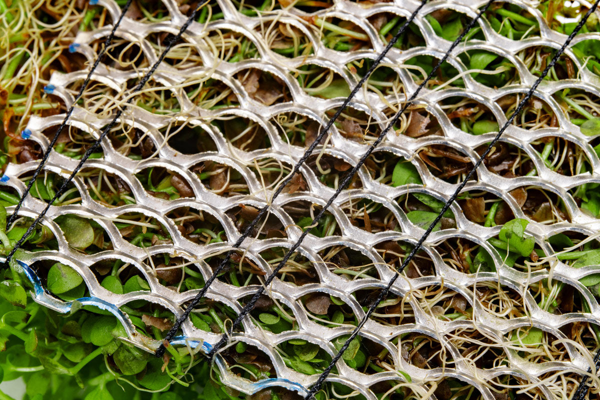 Micranthemum Monte Carlo Aquatic Plant - Premium Stainless Steel Mesh Mat for Aquascaping | Perfect for Freshwater Planted Tanks & Nano Aquariums