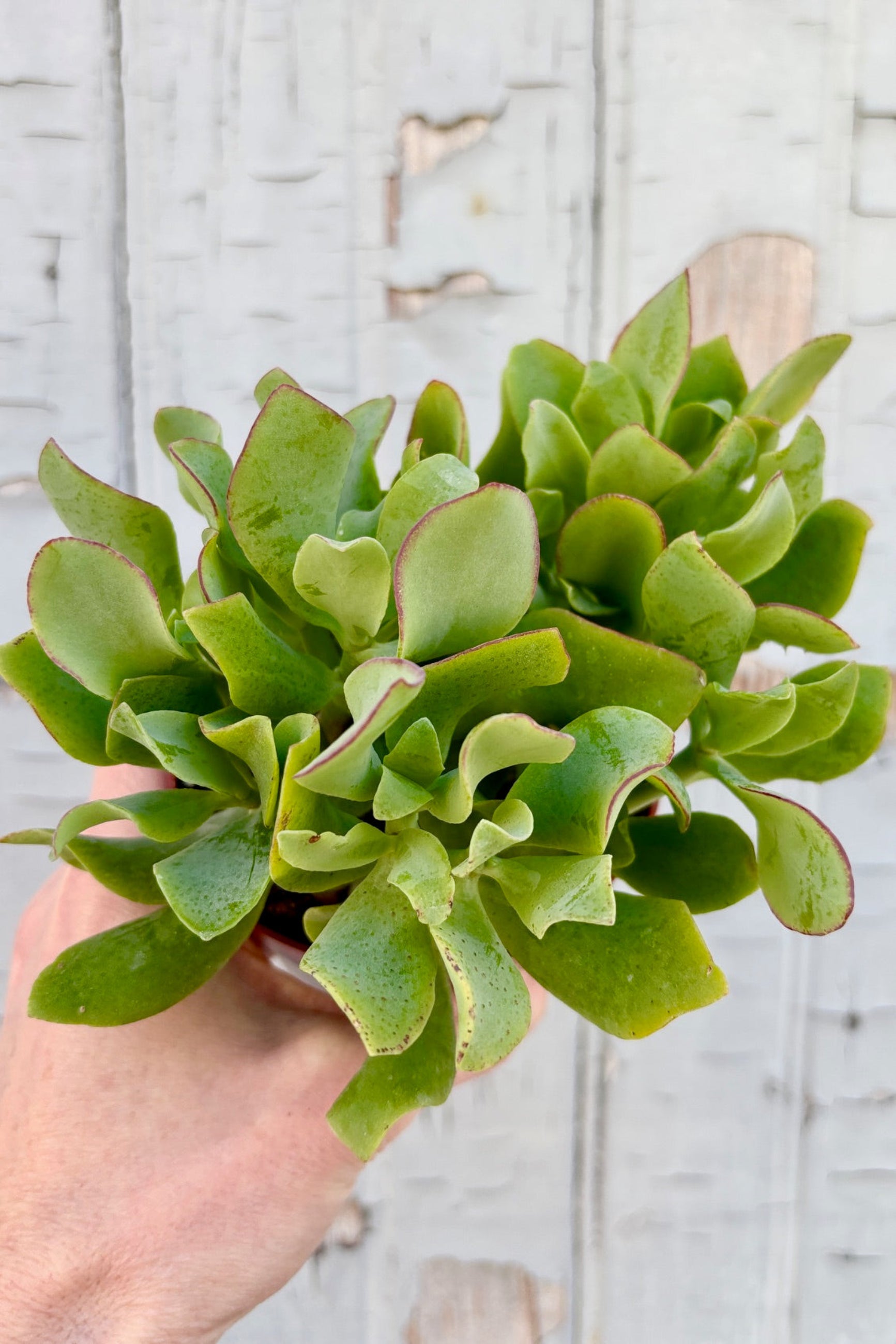 Crassula Arborescens Undulatifolia - Rare Wavy Jade Succulent Plant for Home & Office Decor, Indoor Gardening, and Gift Ideas