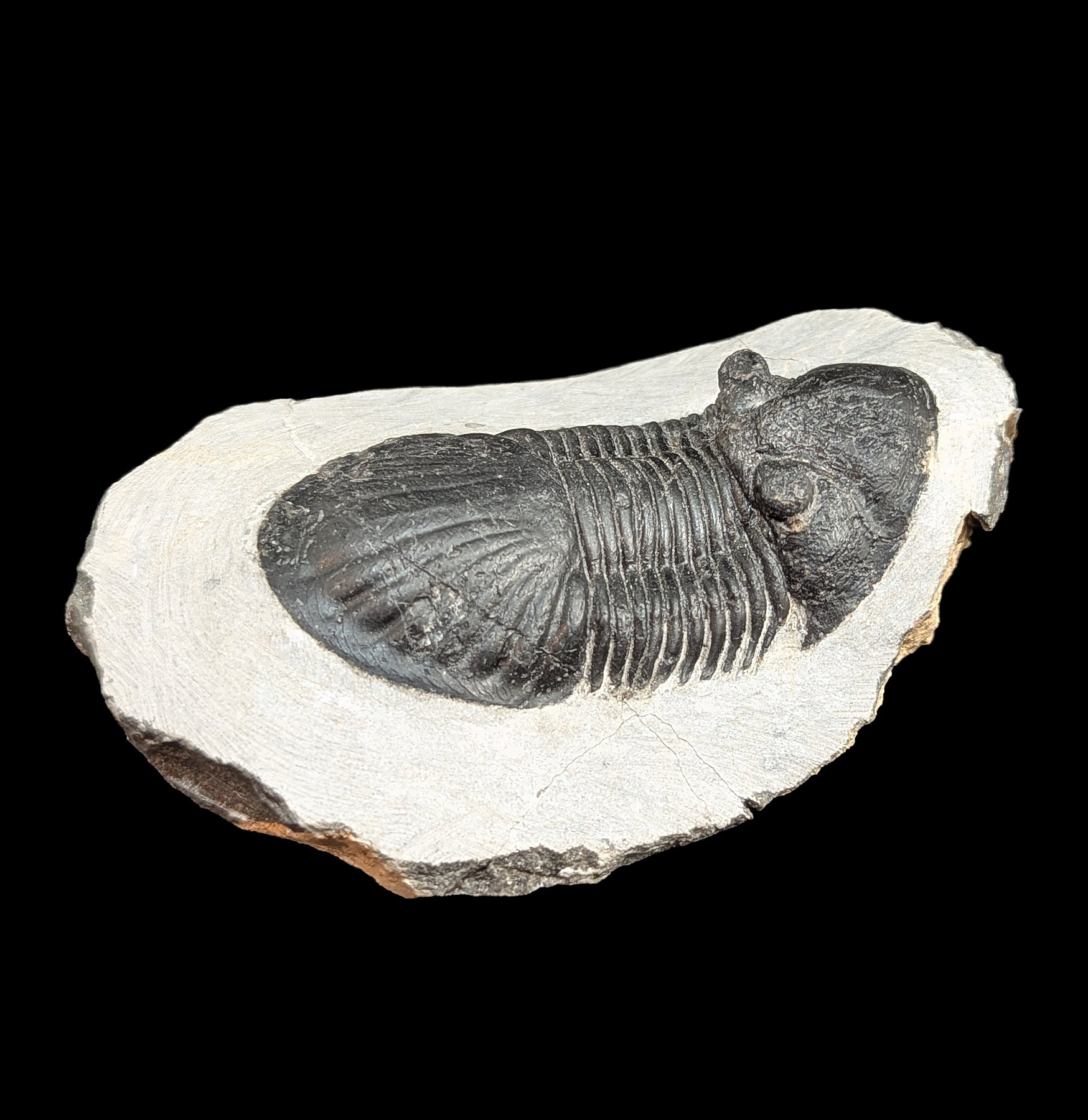 Authentic Fossil Trilobite Paralajurus in Matrix Specimen - Rare Collectible for Paleontology Enthusiasts - Perfect for Home Decor, Science Education & Fossil Collections