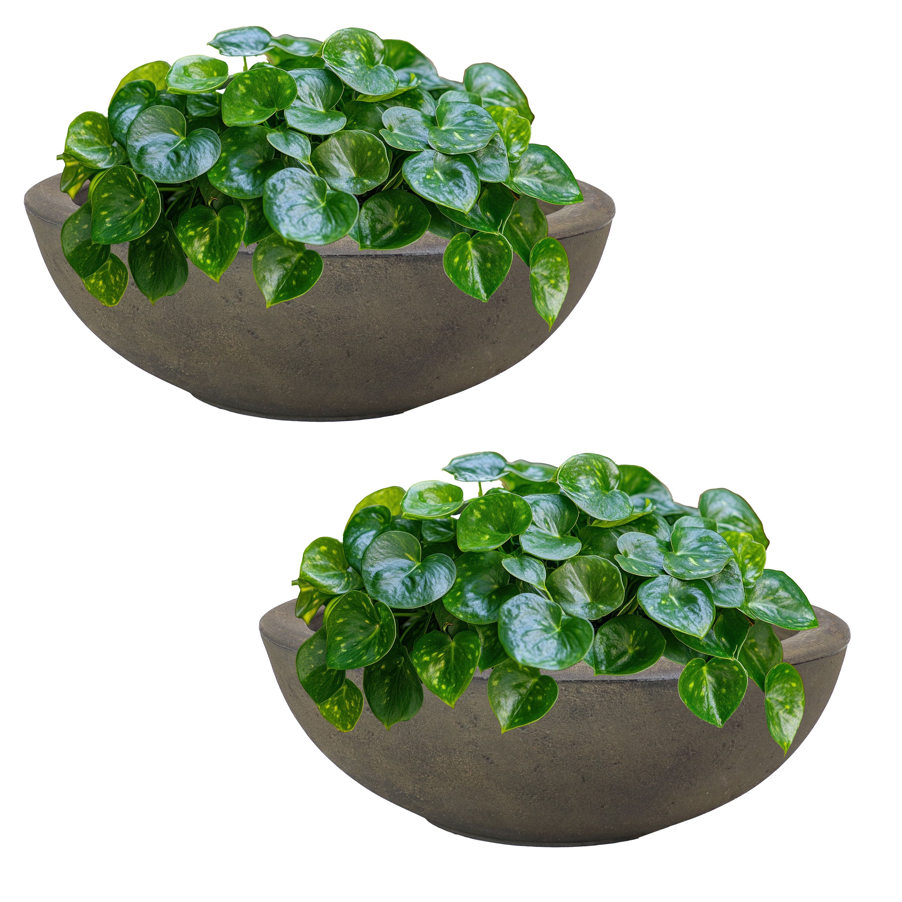 20.75 Inch Sunnydaze Percival Polyresin Outdoor Planter Bowl - Durable Garden Decor for Patio, Porch & Backyard Landscaping