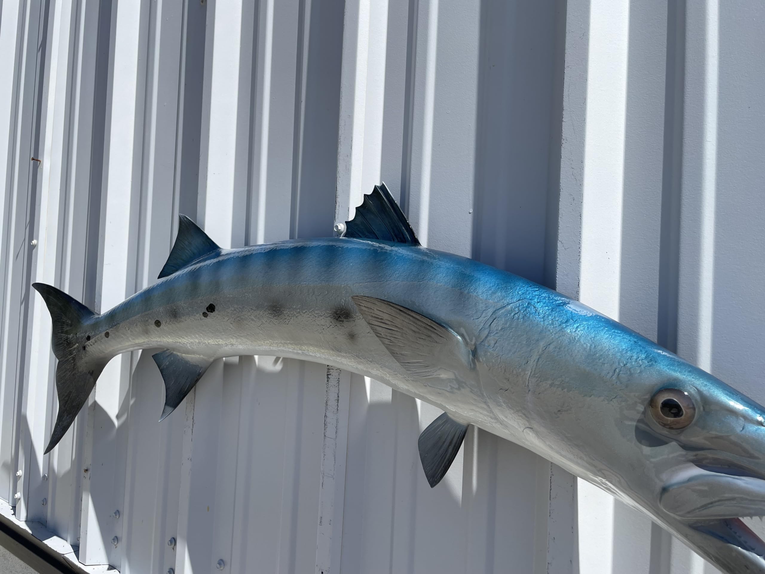 Barracuda Fish Wall Mount Replica - Lifelike Fishing Trophy & Coastal Home Decor for Living Room, Office, or Beach House