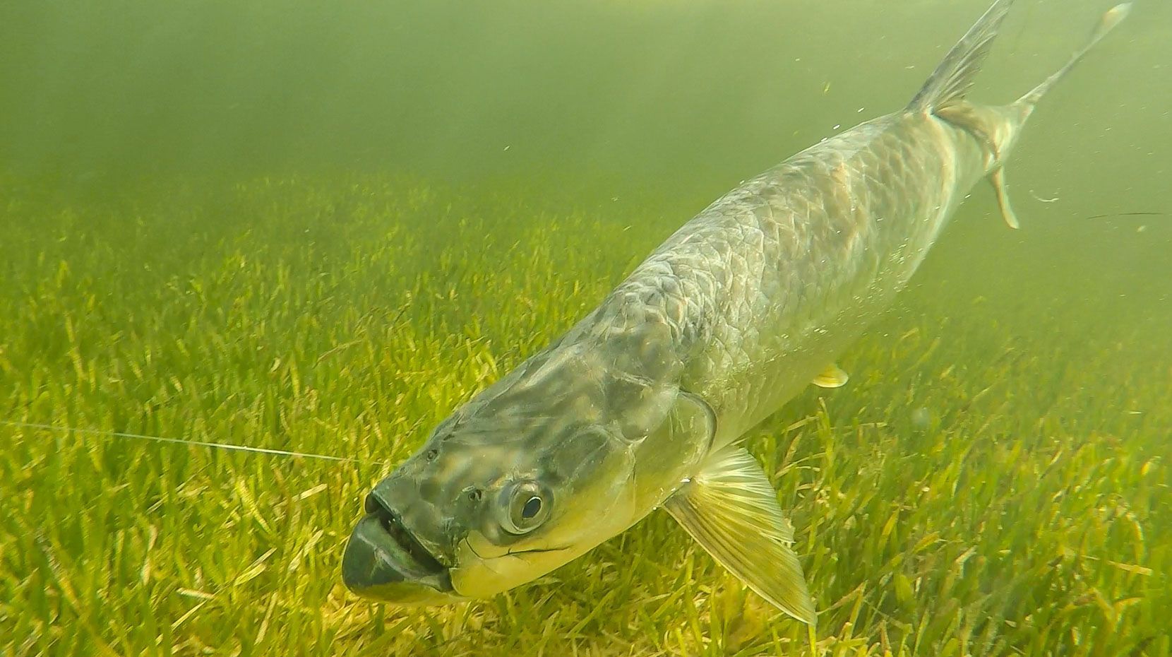 Tarpon Fishing Gear & Equipment - Saltwater Fishing Lures, Rods & Accessories for Tarpon Anglers | Perfect for Offshore & Inshore Fishing Trips