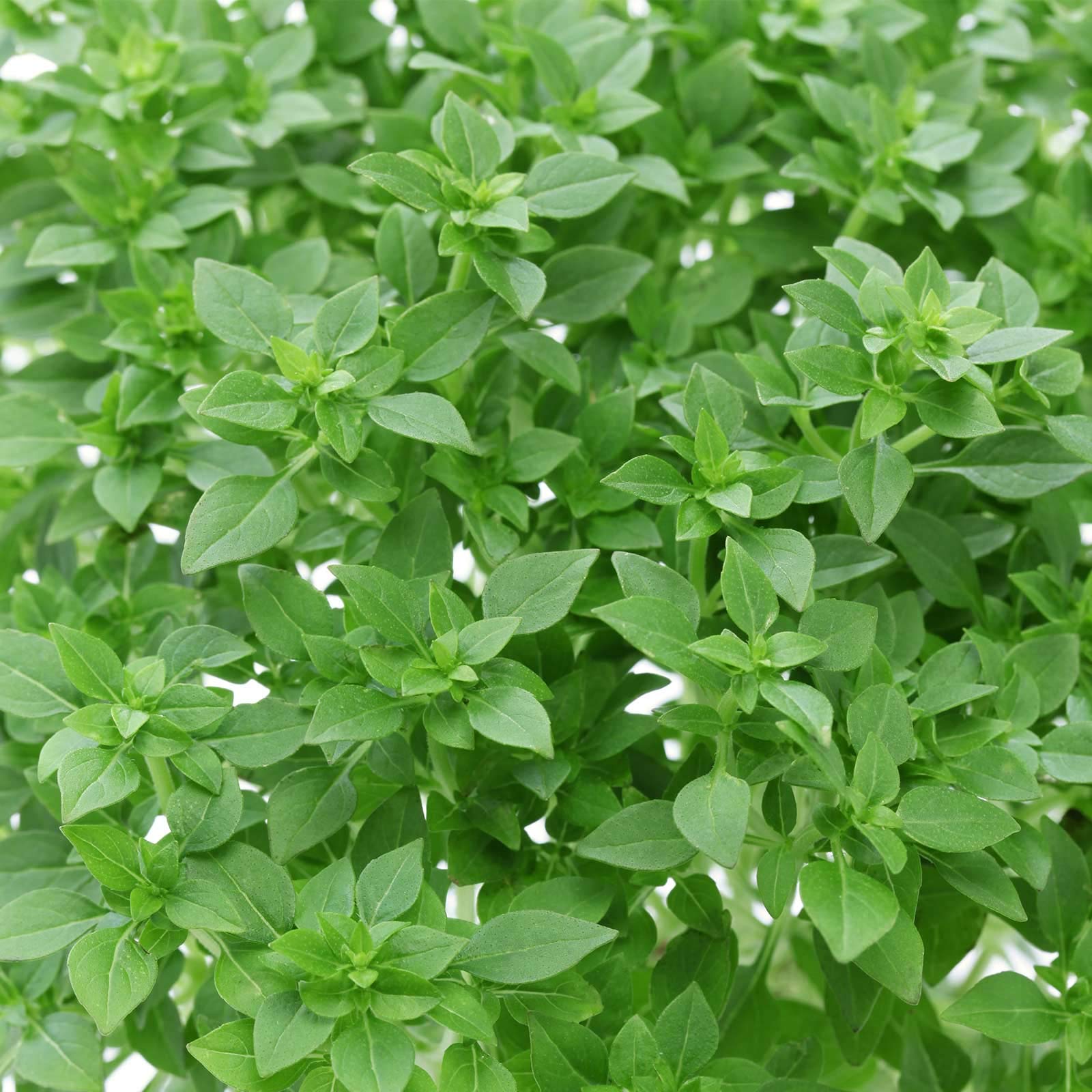 Organic Dwarf Greek Basil Seeds - Non-GMO Heirloom Herb Seeds (2g Packet ~1000 Seeds) for Cooking, Gardening & Indoor Herb Gardens - Perfect for Pesto, Salads & Italian Dishes