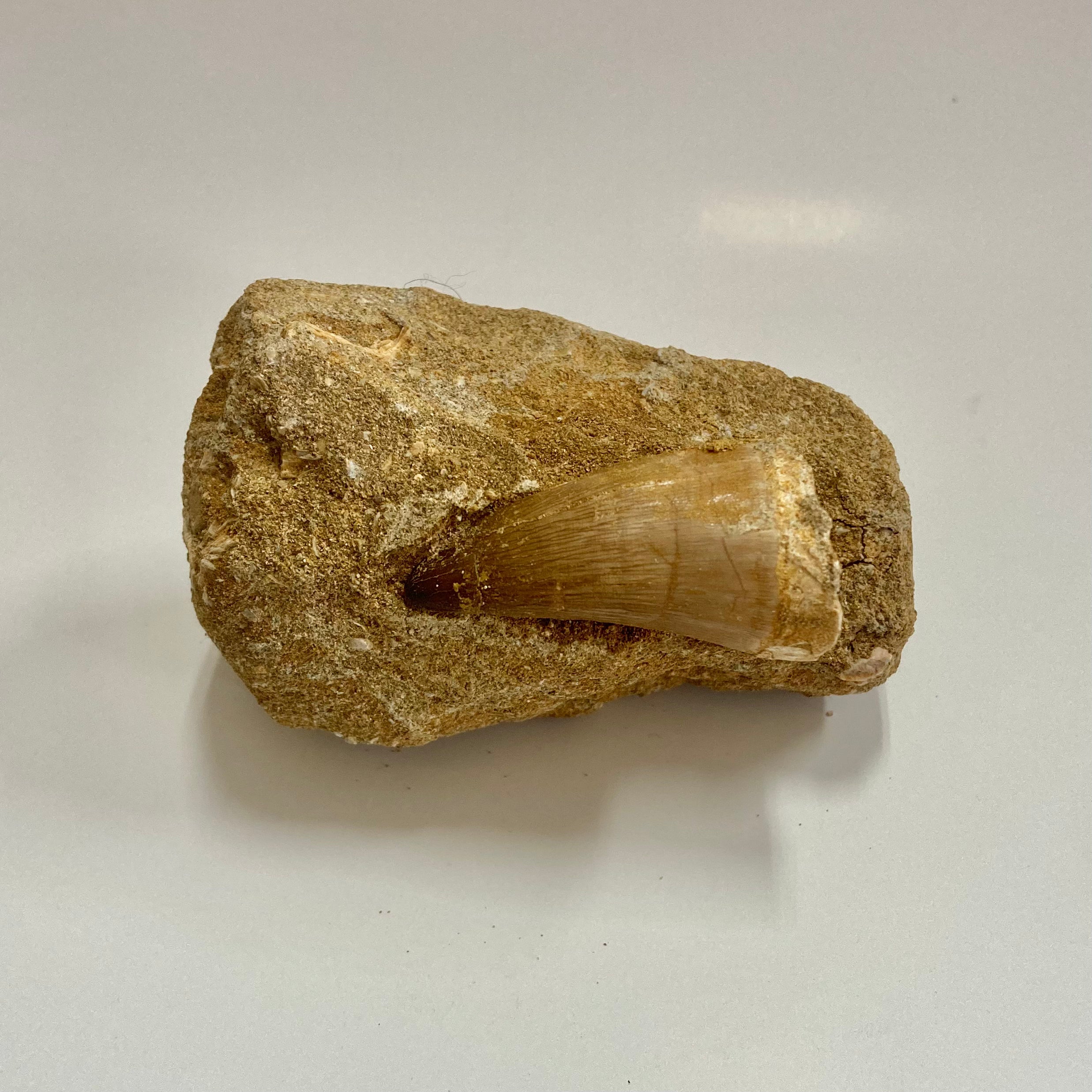 Authentic Mosasaur Tooth Replica - Realistic Dinosaur Fossil Copy for Collectors, Education & Home Decor | Perfect for Science Enthusiasts & Paleontology Displays