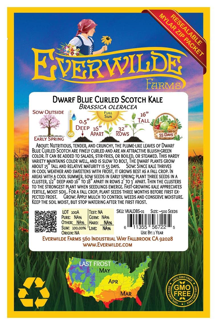 500 Dwarf Blue Curled Scotch Kale Seeds - Non-GMO Heirloom Vegetable Seeds for Home Gardening - Perfect for Salads, Soups & Healthy Smoothies - Everwilde Farms Gold Vault Packaging