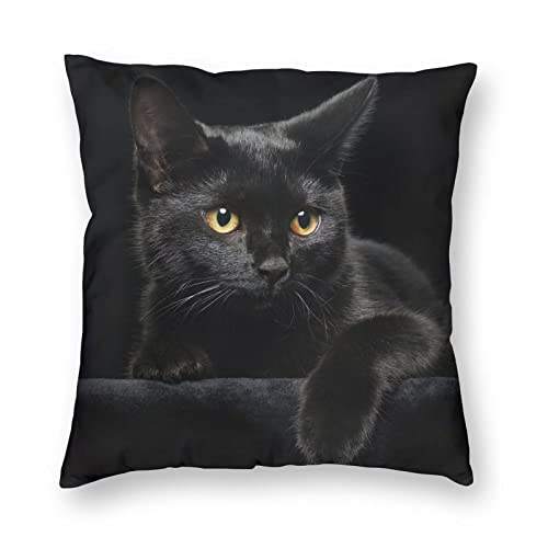 Black Cat