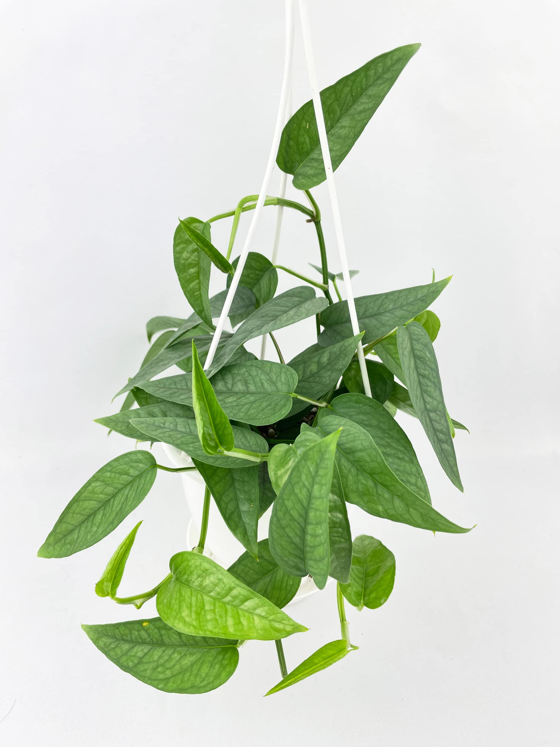 Epipremnum Pinnatum Cebu Blue Pothos Live Plant - 5 Inch Hanging Pot with Nursery Pot | Heat Pack Included for Cold Areas (<40°F) | Perfect Gift for Plant Lovers, Housewarming, Anniversary & Birthday | Ideal for Home Decor, Office Plants & Indoor Gardening