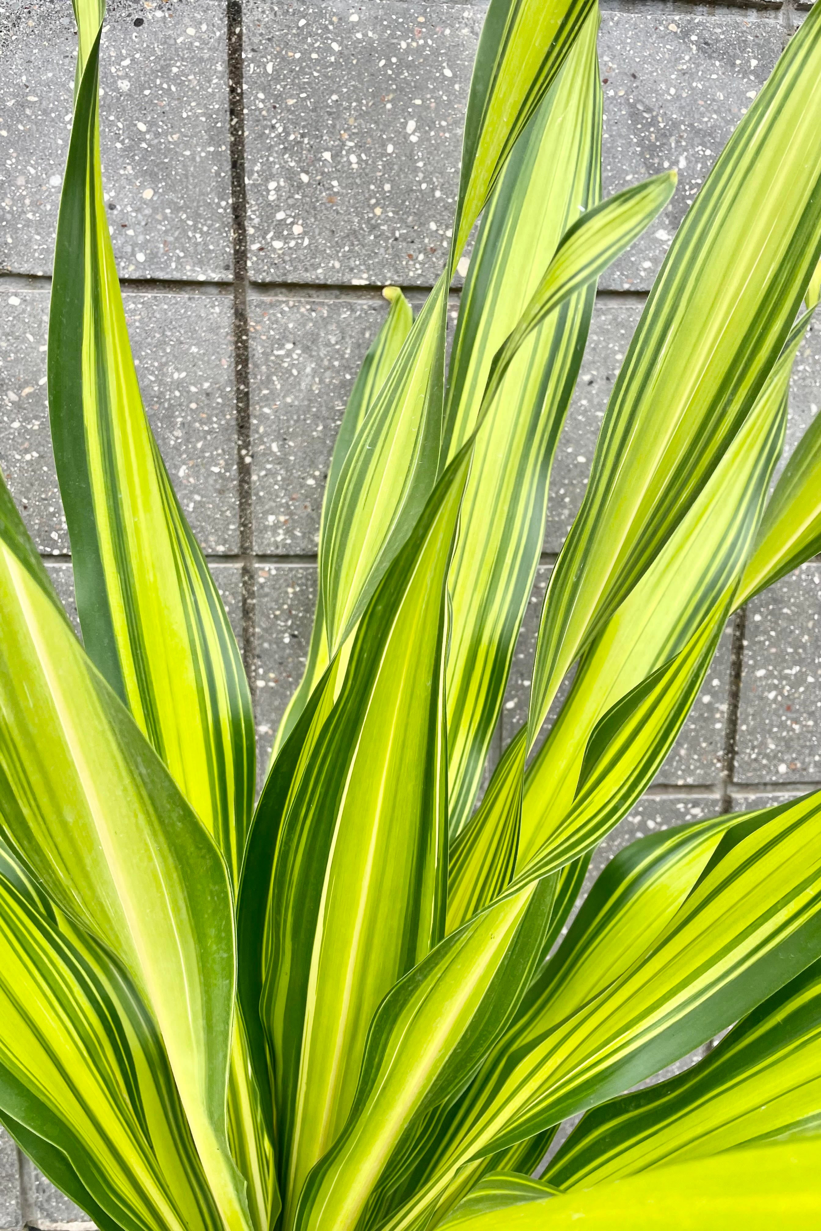 Dracaena 'Giganta' 10