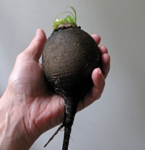 100 Black Spanish Round Radish Seeds - Heirloom, Non-GMO, Crisp & Spicy - Easy to Grow for Home Garden & Salads