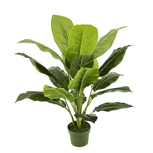 Spathphyllum