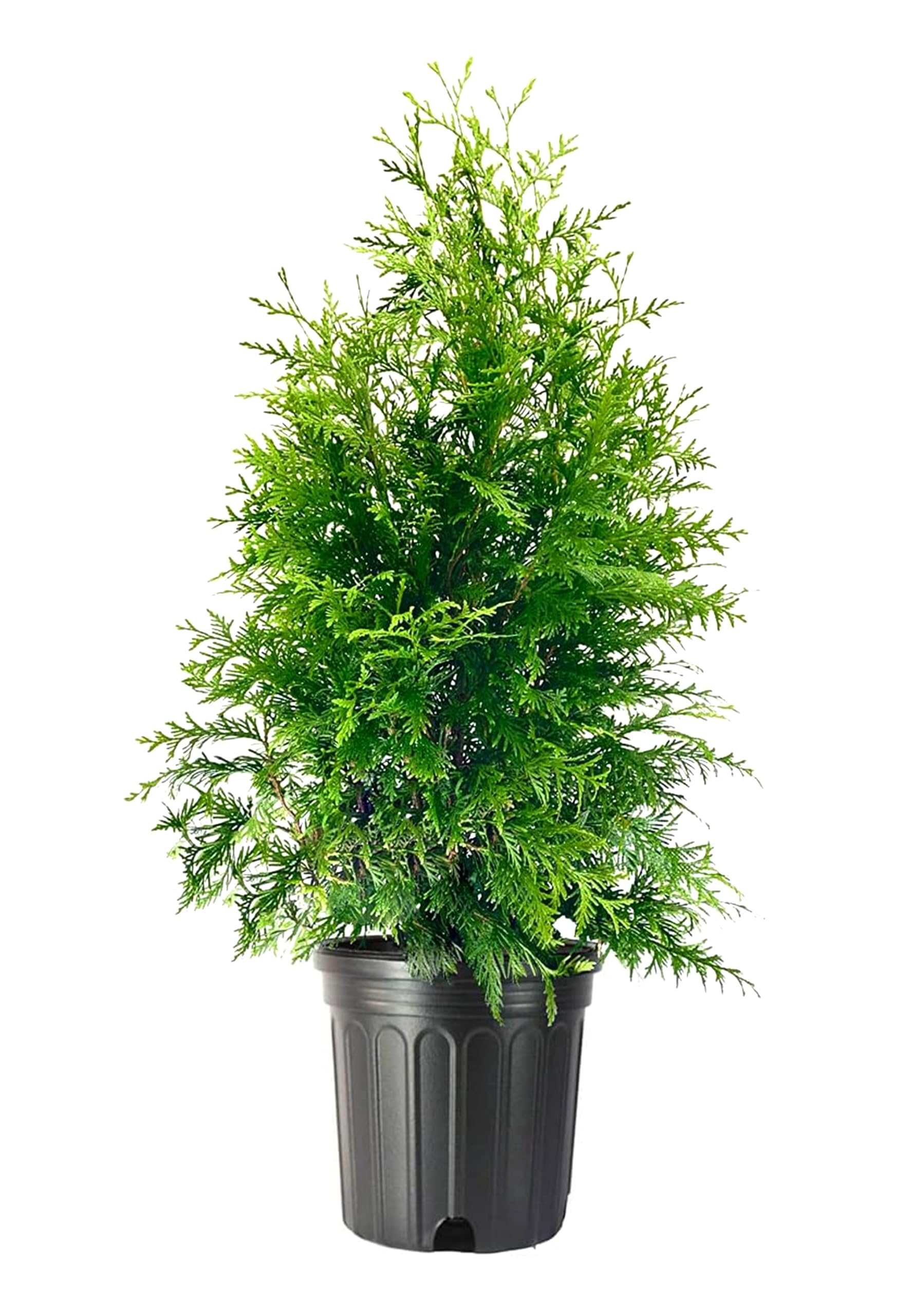 Green Giant Arborvitae Trees (Thuja Plicata) - Set of 3 Large 3 Gallon Live Evergreen Plants for Privacy Screening, Hedge & Landscape Borders - Perfect for Backyard Fencing, Windbreaks & Garden Decor