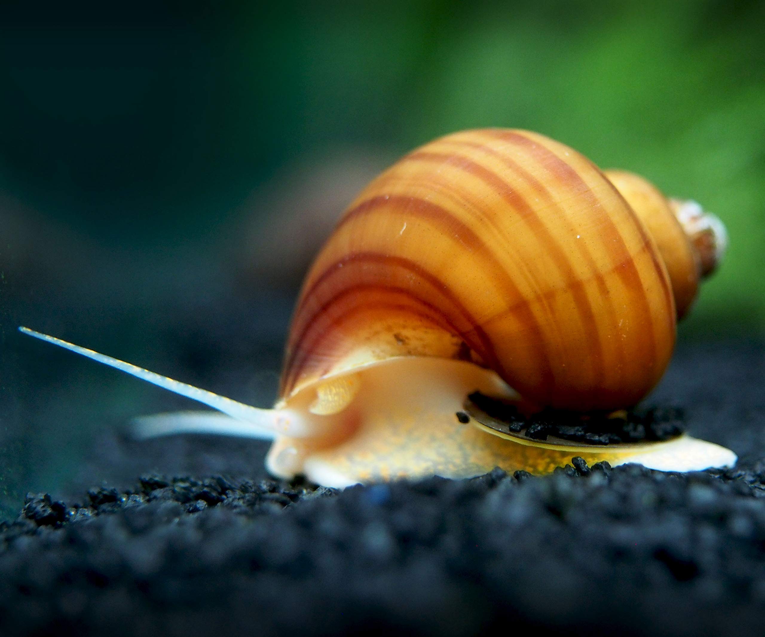 30 Live Albino Mystery Snails for Freshwater Aquariums | Biofilm Eater & Tank Cleaner | Nano Fish Tank Pets | Glass Cleaning Snails | Aquarium Decorations for Home & Office Use