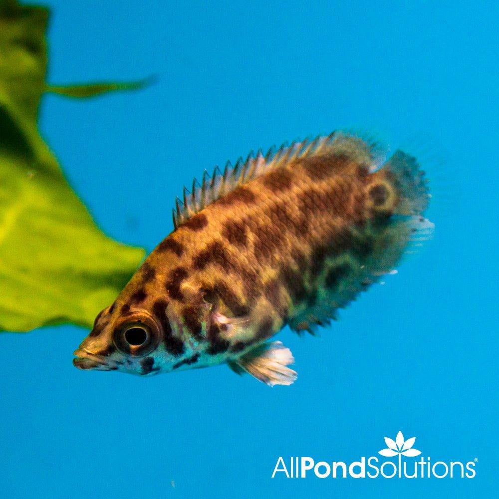Leopard Bush Fish (Ctenopoma acutirostre) - Exotic Freshwater Aquarium Fish for Tropical Tanks & Community Aquariums