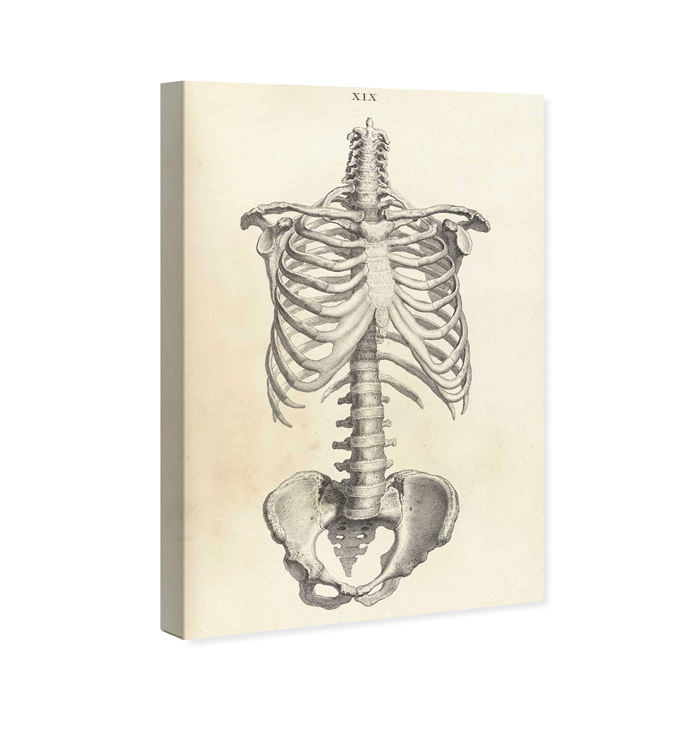Oliver Gal Artist Co. 'Cheselden IV' Classic Wall Art Canvas Print - 30