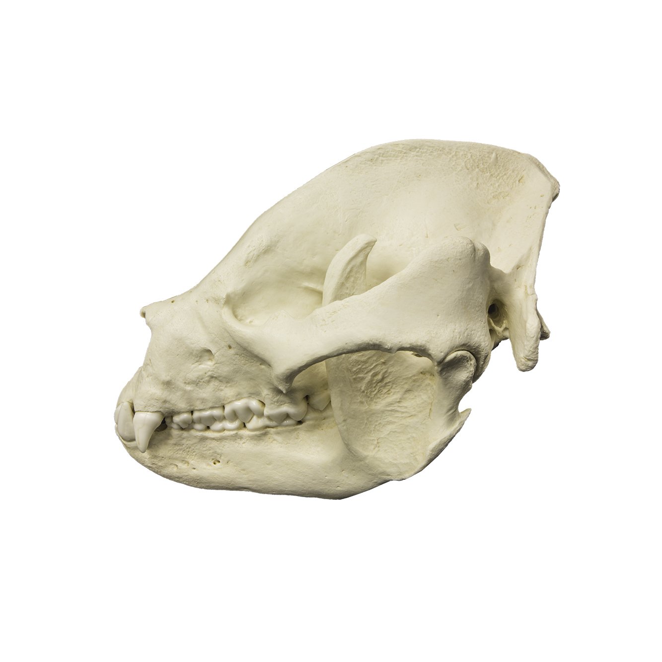 Giant Panda Skull Replica - Lifelike Adult Size Animal Skull Model for Home Decor, Halloween Props, and Educational Displays