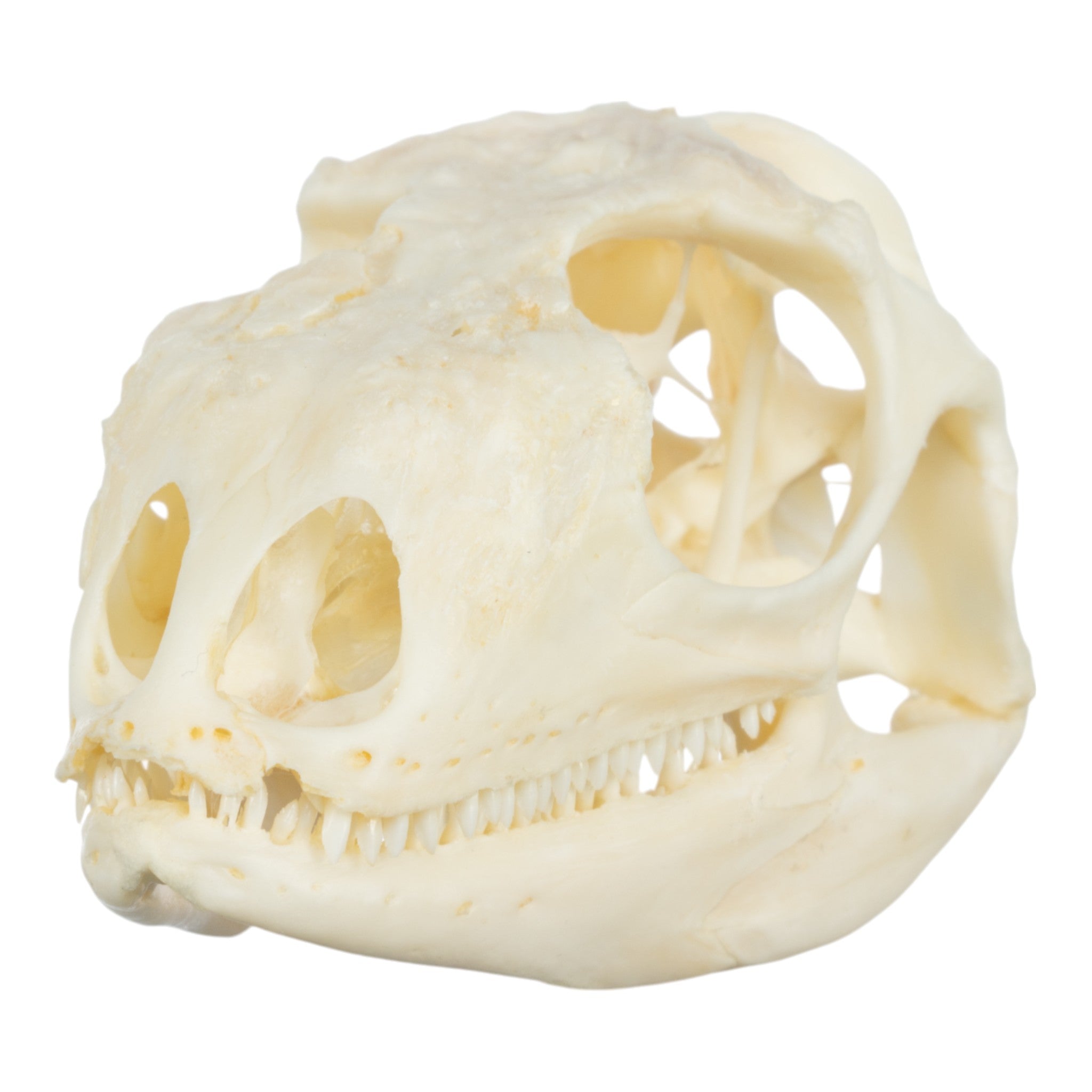 Real Green Iguana Skeleton Disarticulated Specimen - Perfect for Biology Study, Classroom Teaching & Halloween Decor