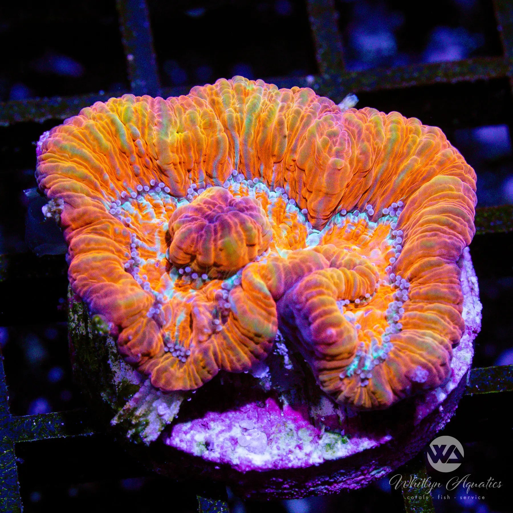 A44 WA Rainbow Wilsoni WYSIWYG Coral - Premium Live Coral for Saltwater Aquariums | Perfect for Reef Tanks & Marine Aquascaping