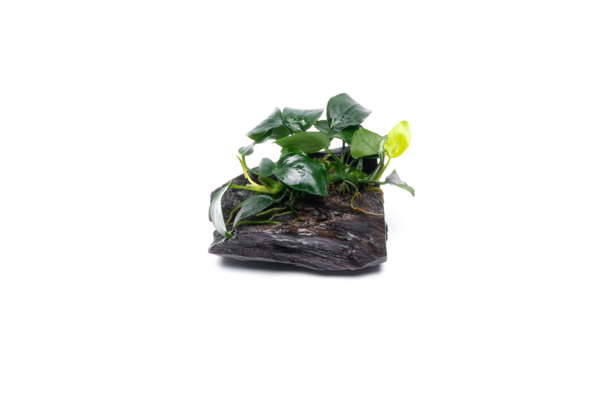 Anubias Nana on Driftwood - Live Aquarium Plant for Freshwater Fish Tanks - Perfect for Aquascaping, Shrimp Tanks & Low Light Aquariums