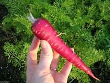 Organic Atomic Red Carrot Seeds (10 Count) - Non-GMO Heirloom Vegetable Seeds for Home Gardening, Container Planting & Healthy Snacking