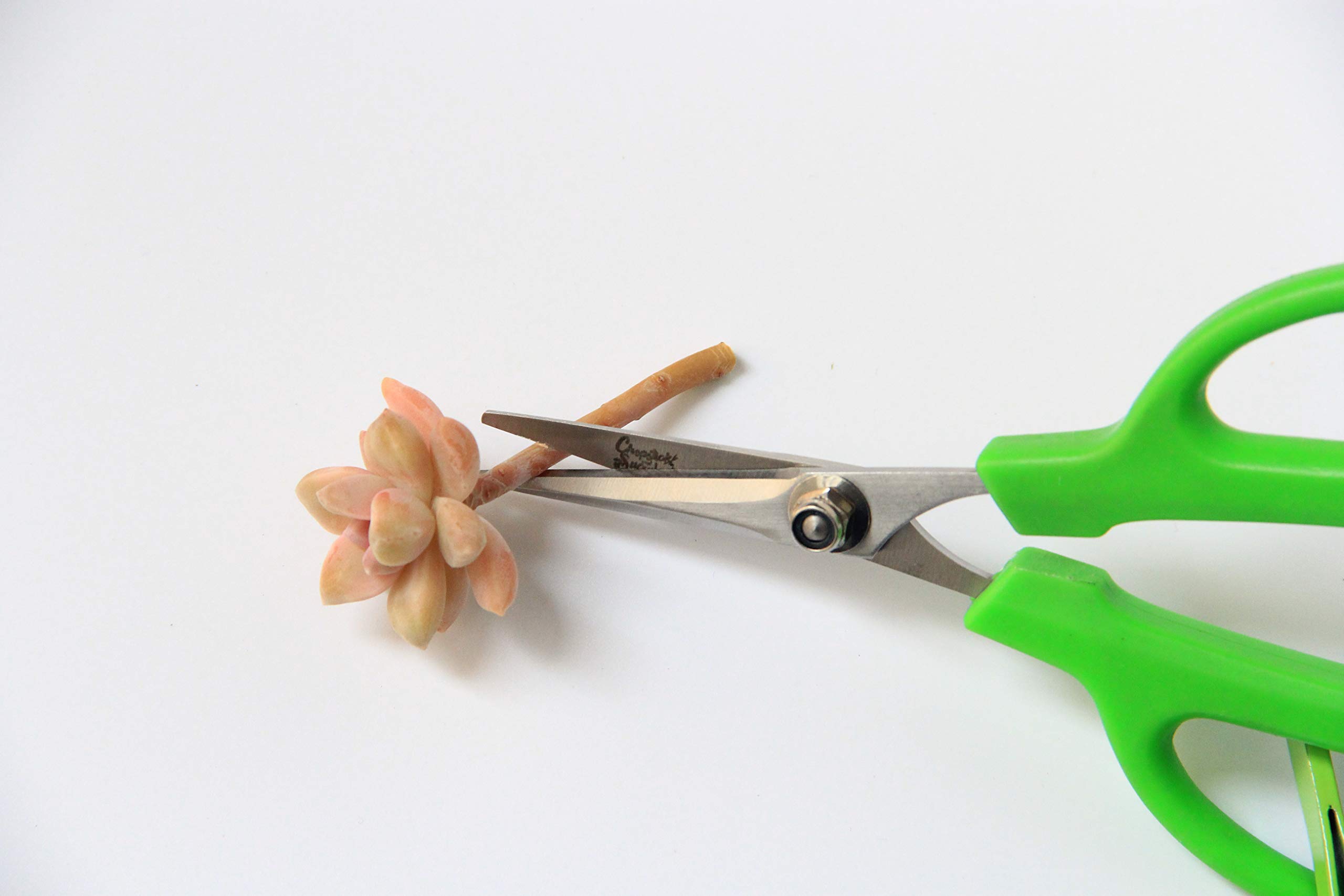 Premium Gardening Scissors for Succulents - Sharp Pruning Shears for Trimming, Cutting & Shaping Plants - Perfect for Indoor Succulent Care, Bonsai Maintenance & Floral Arrangements